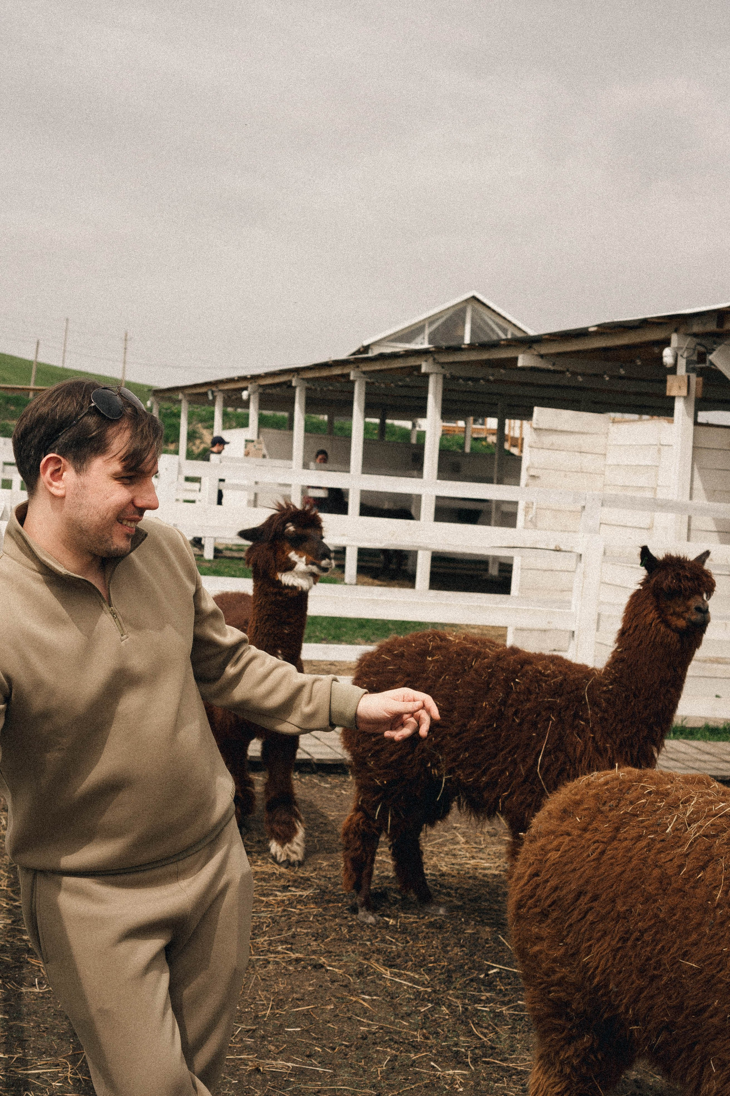 Ферма Альпак. Профессиональный фотограф, Санкт-Петербург — Виктория Богомолова