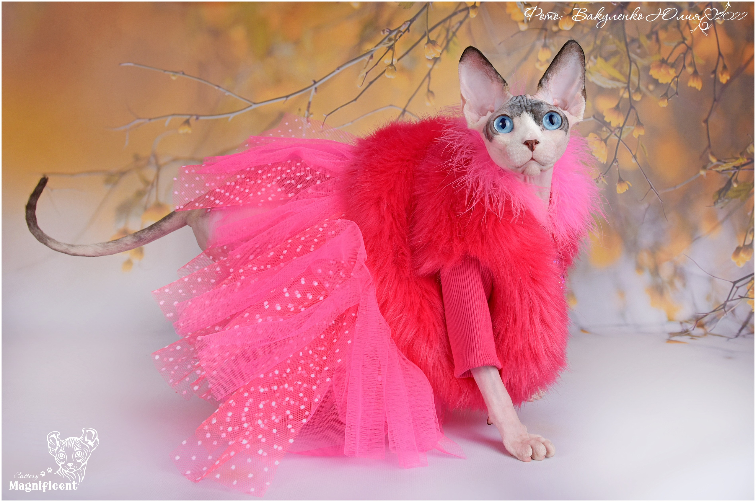 Взрослые. Фотограф анималист | семейный Юлия Вакуленко, г. Краснодар