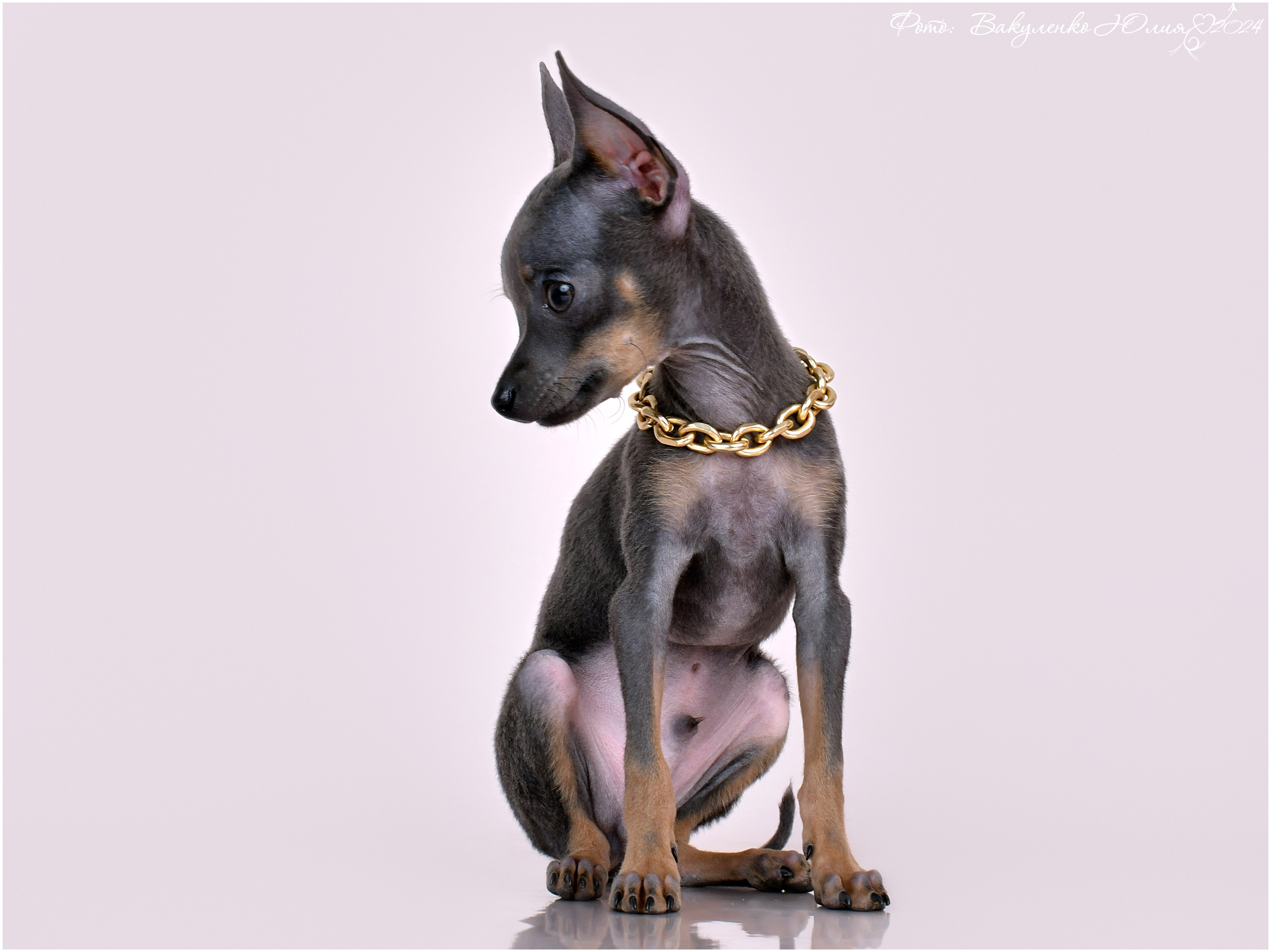 Студийная съемка. Фотограф анималист | семейный Юлия Вакуленко, г. Краснодар