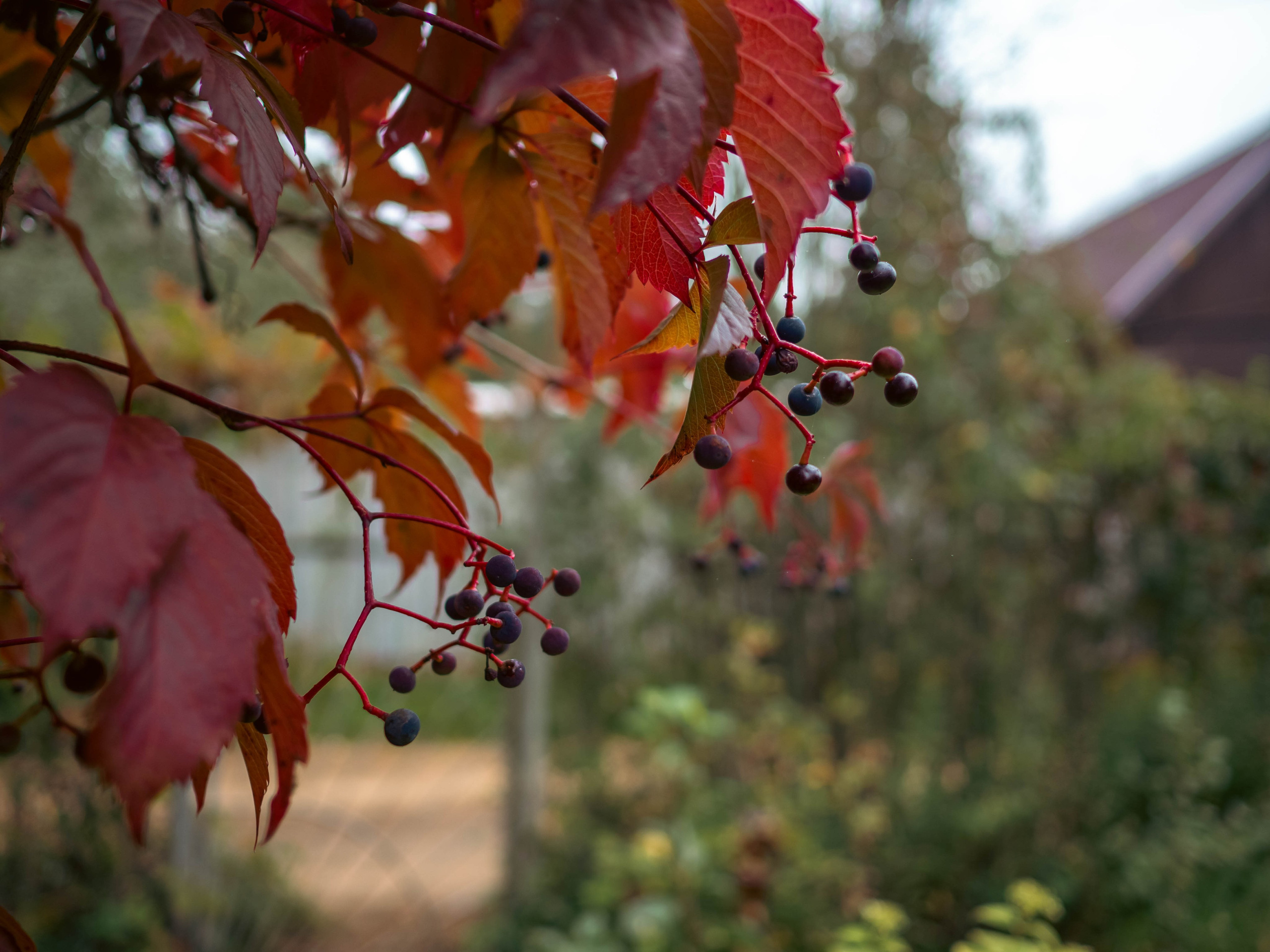 20230916 Дача. Дмитрий Ремизов. Фотография, как хобби