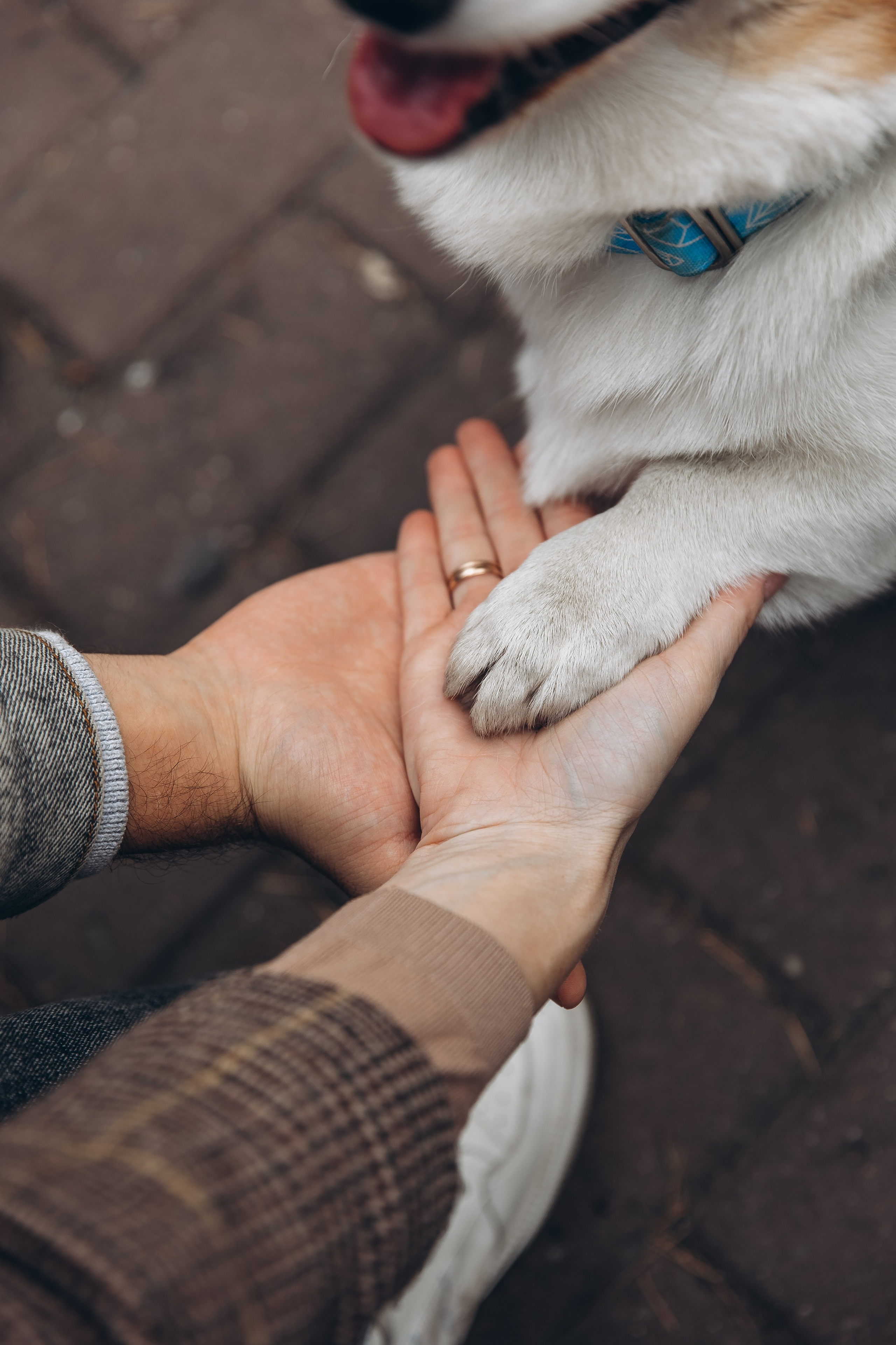 «Королевский Корги» 2. Фотограф Алина Ионычева в Новосибирске