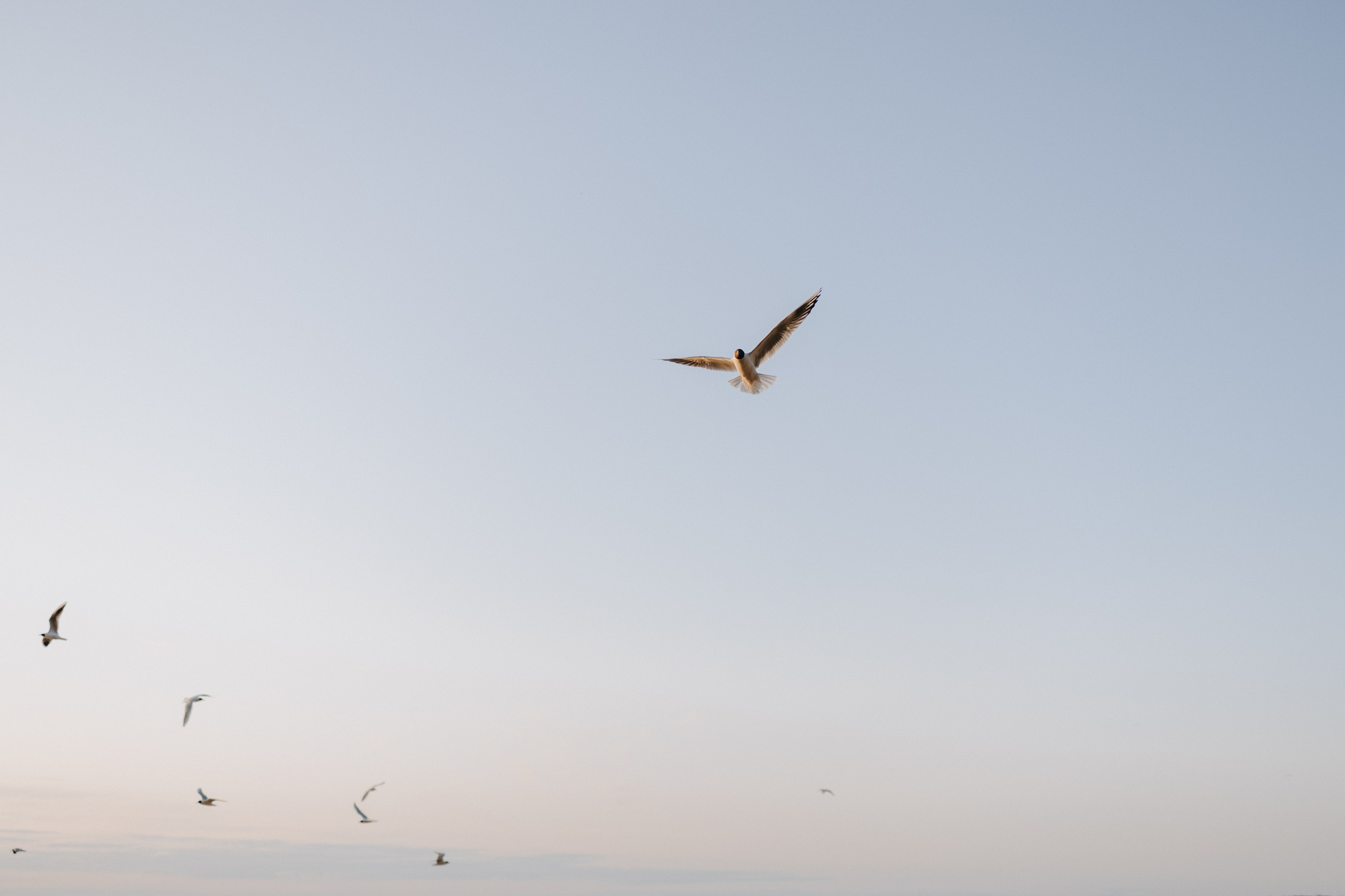 Диана и ее мальчики. Фотограф — Анималист | Санкт-Петербург