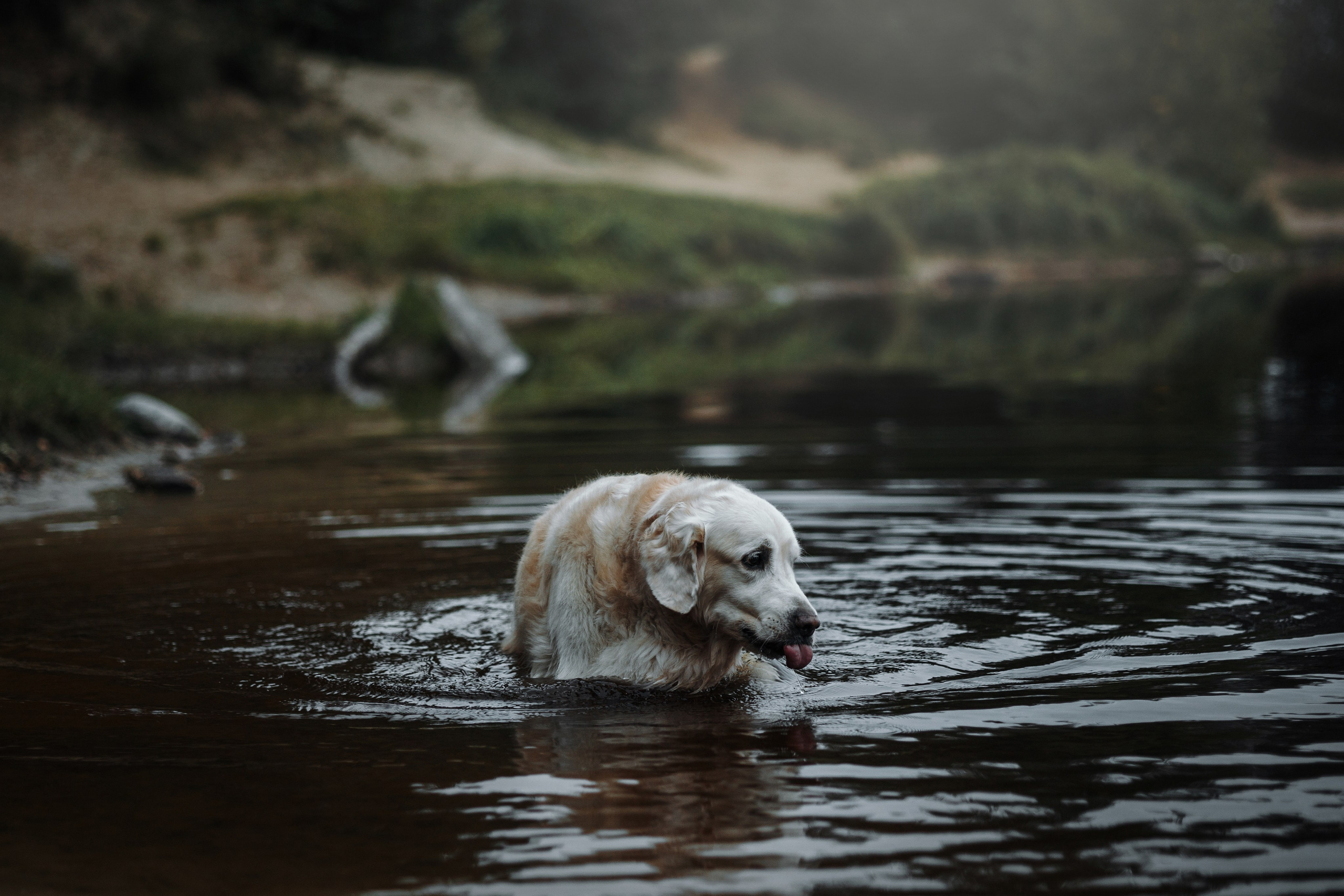 Света и Том. Фотограф — Анималист | Санкт-Петербург
