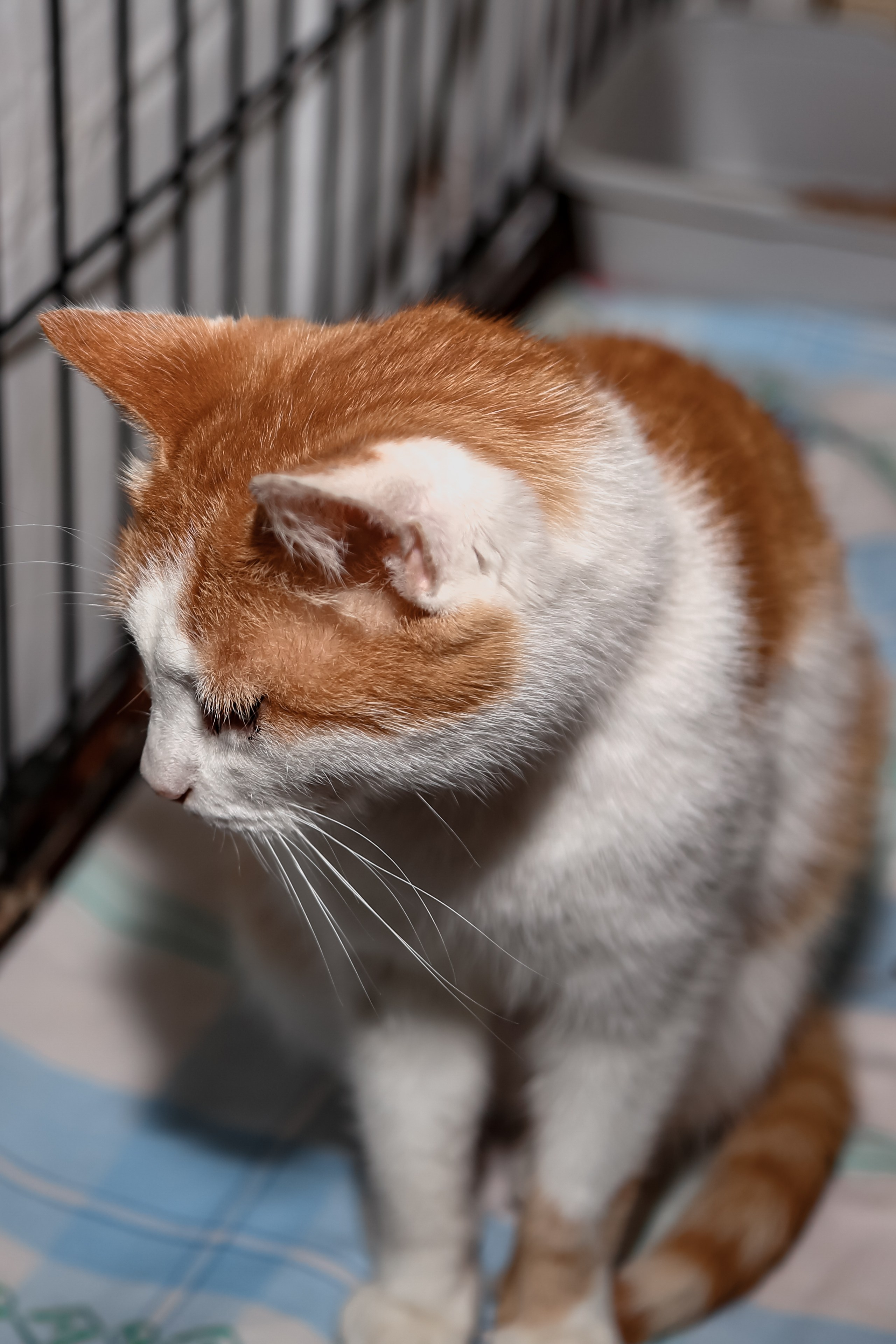 Приют Кошкин Дом Филимоша. Ваш фотограф в Оренбурге Рощупкина Екатерина