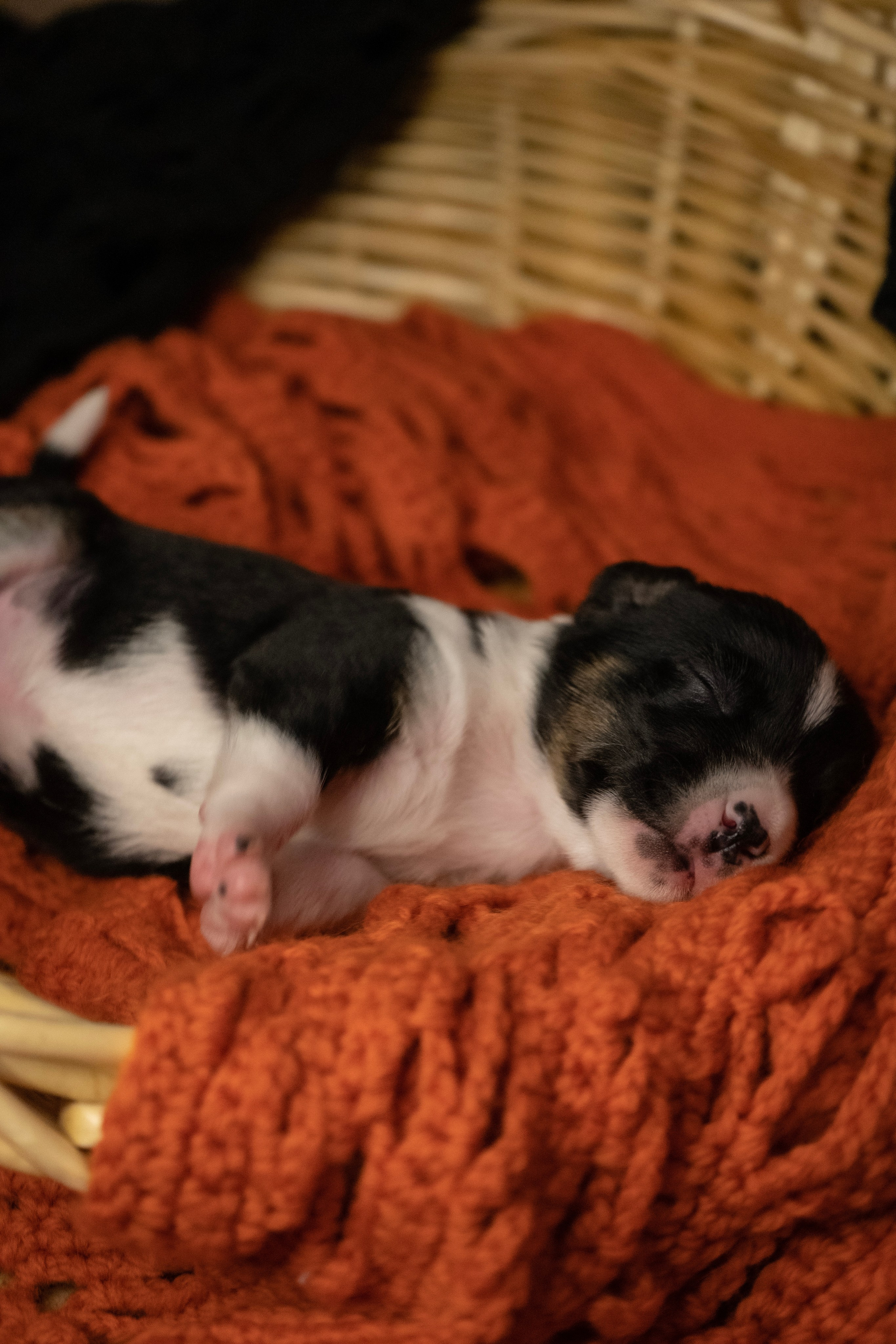 Фотосессии Пушистиков. Фотограф в Санкт-Петербурге Виктория Барышникова