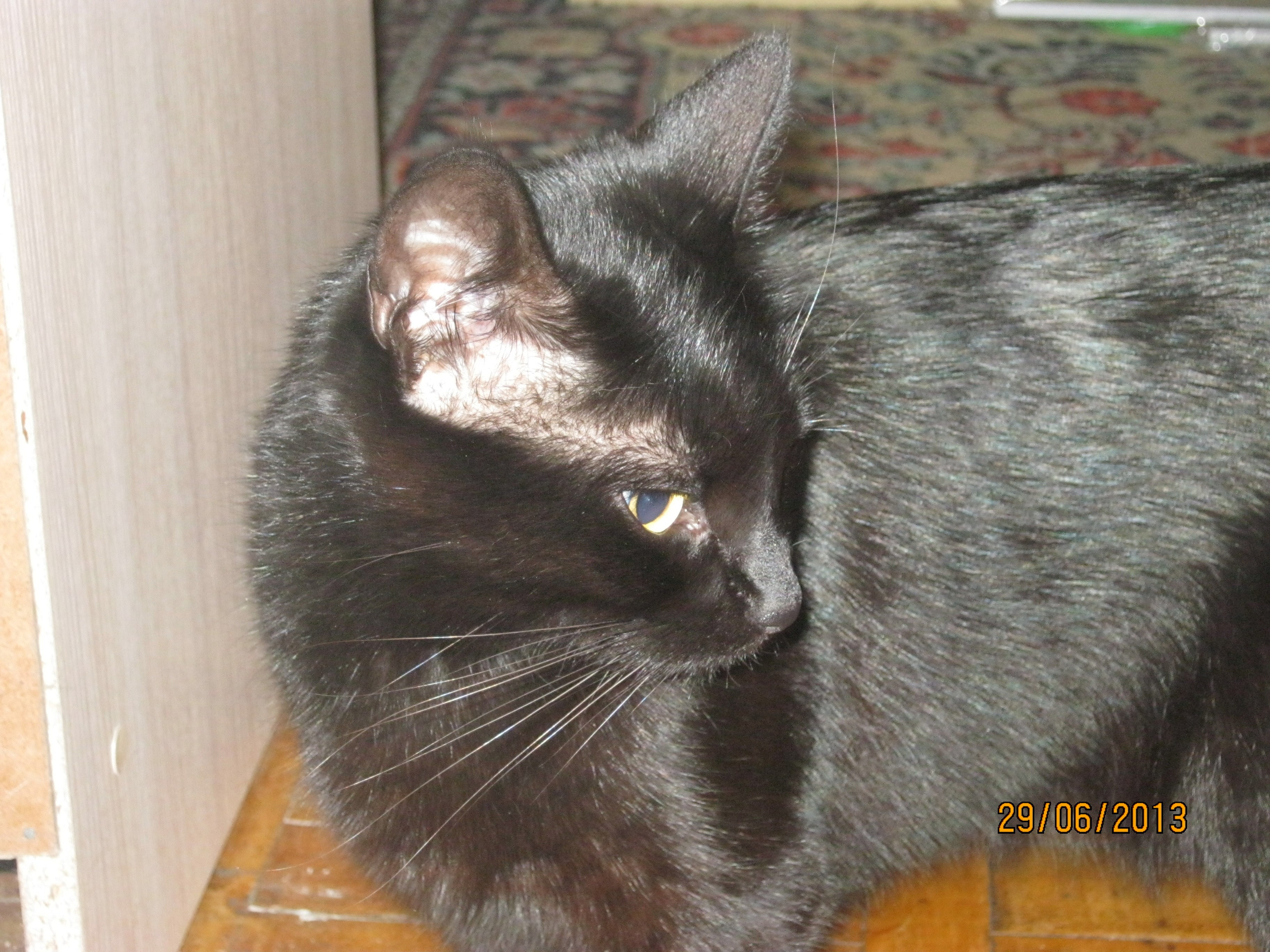 На Больничной 28.06.2013. Семейный, Свадебный фотограф СПБ Питер— Романова Екатерина