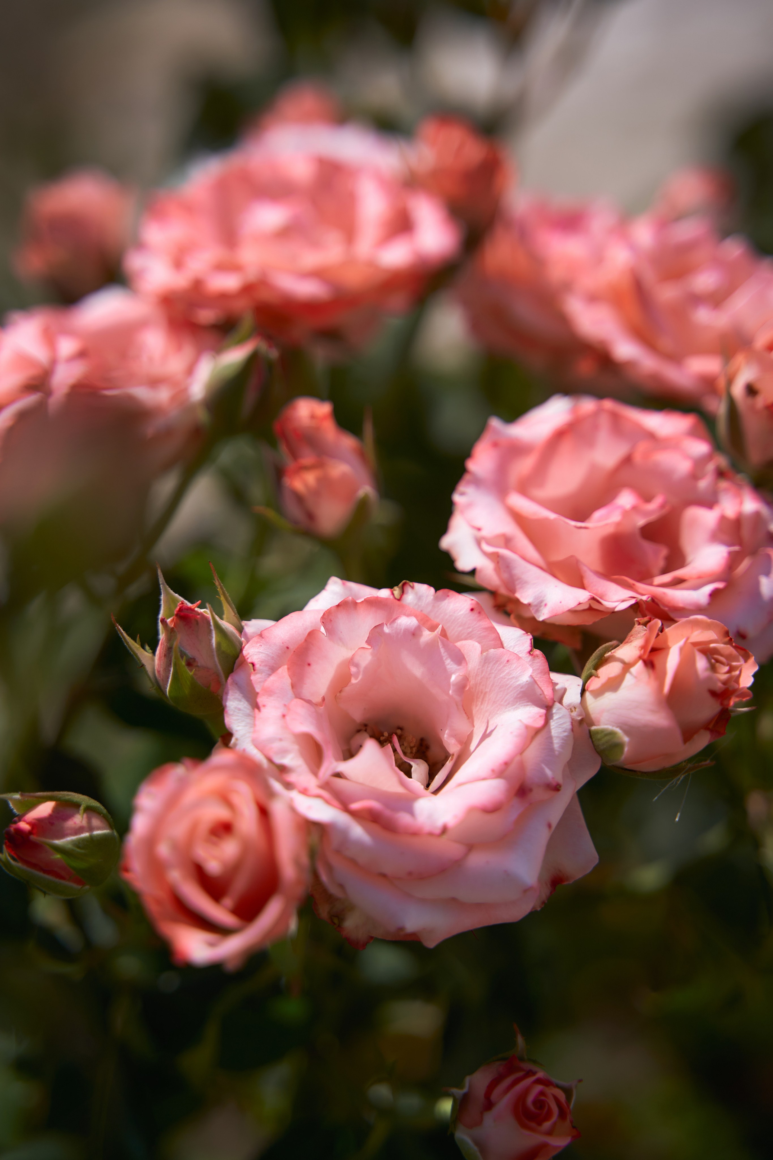 Love Story в Шато Андре. ТВИНС СТУДИО — лучшие свадебные фотографы и видеографы в Краснодаре