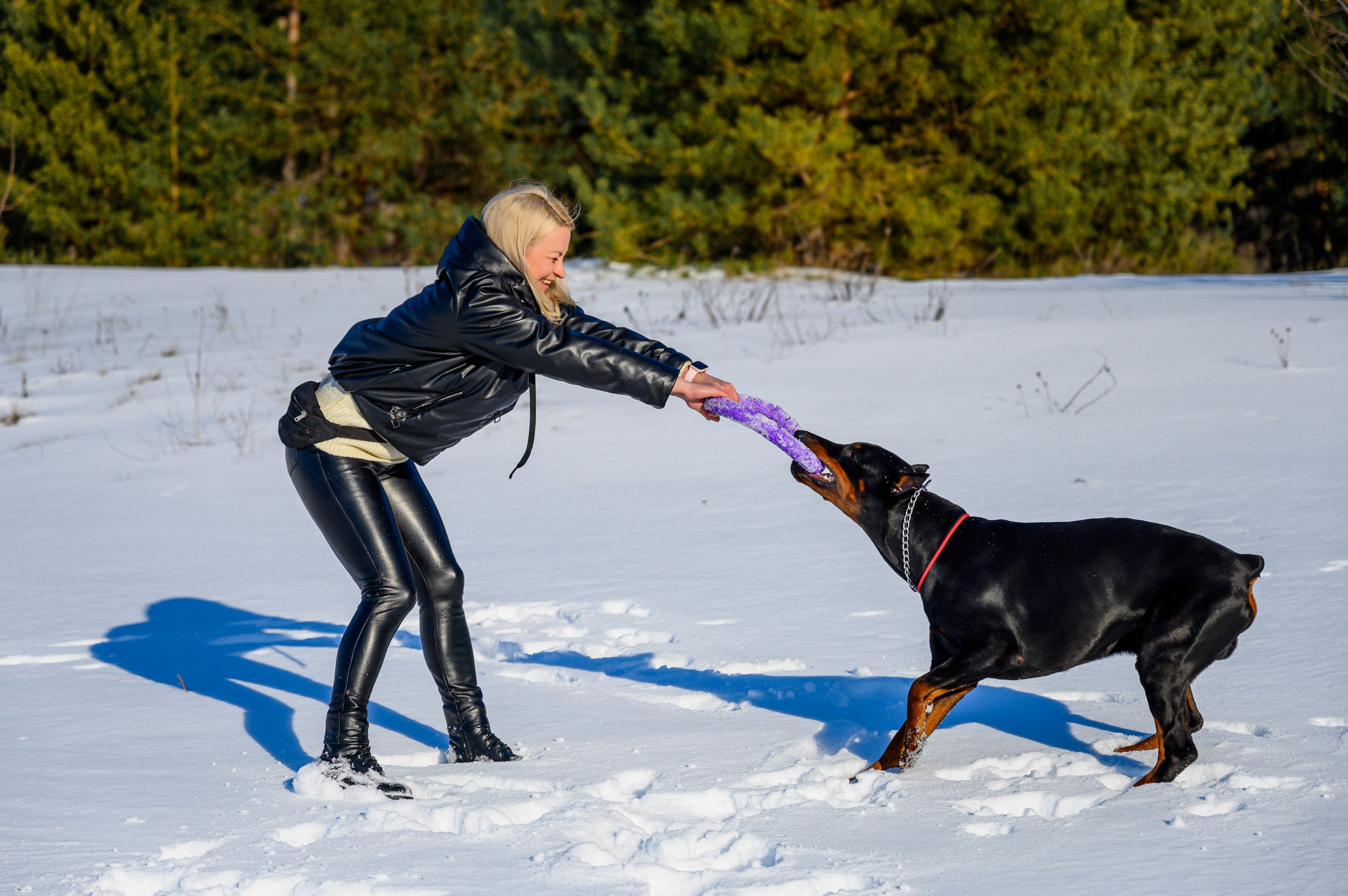 Доберман Рэн. Bazarkom-photo.ru Фотограф Виктор Оськин в Старом Осколе