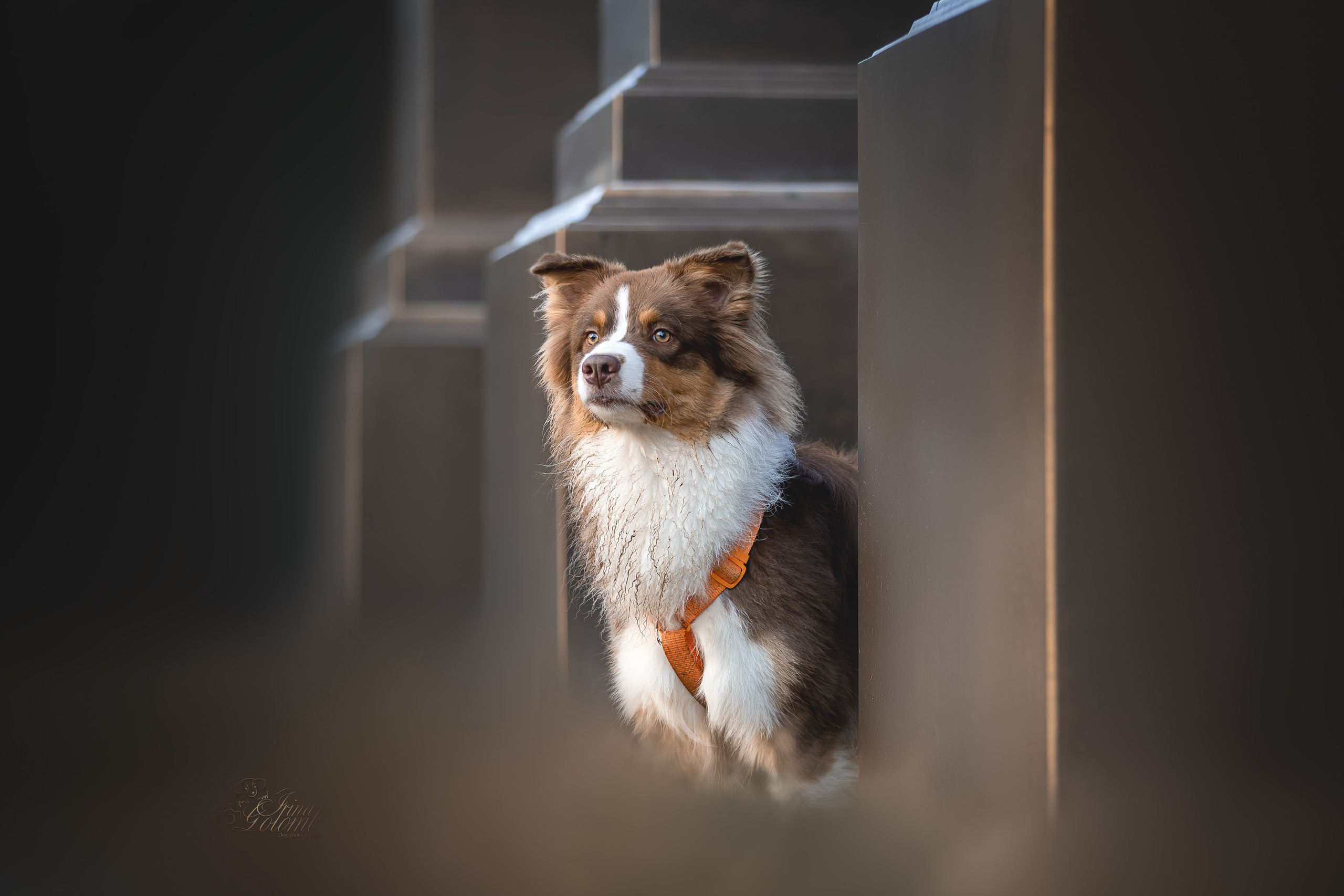 Бадди, Австралийская Овчарка. Ирина Голомб|Фотограф-анималист в  Сочи и Калининграде