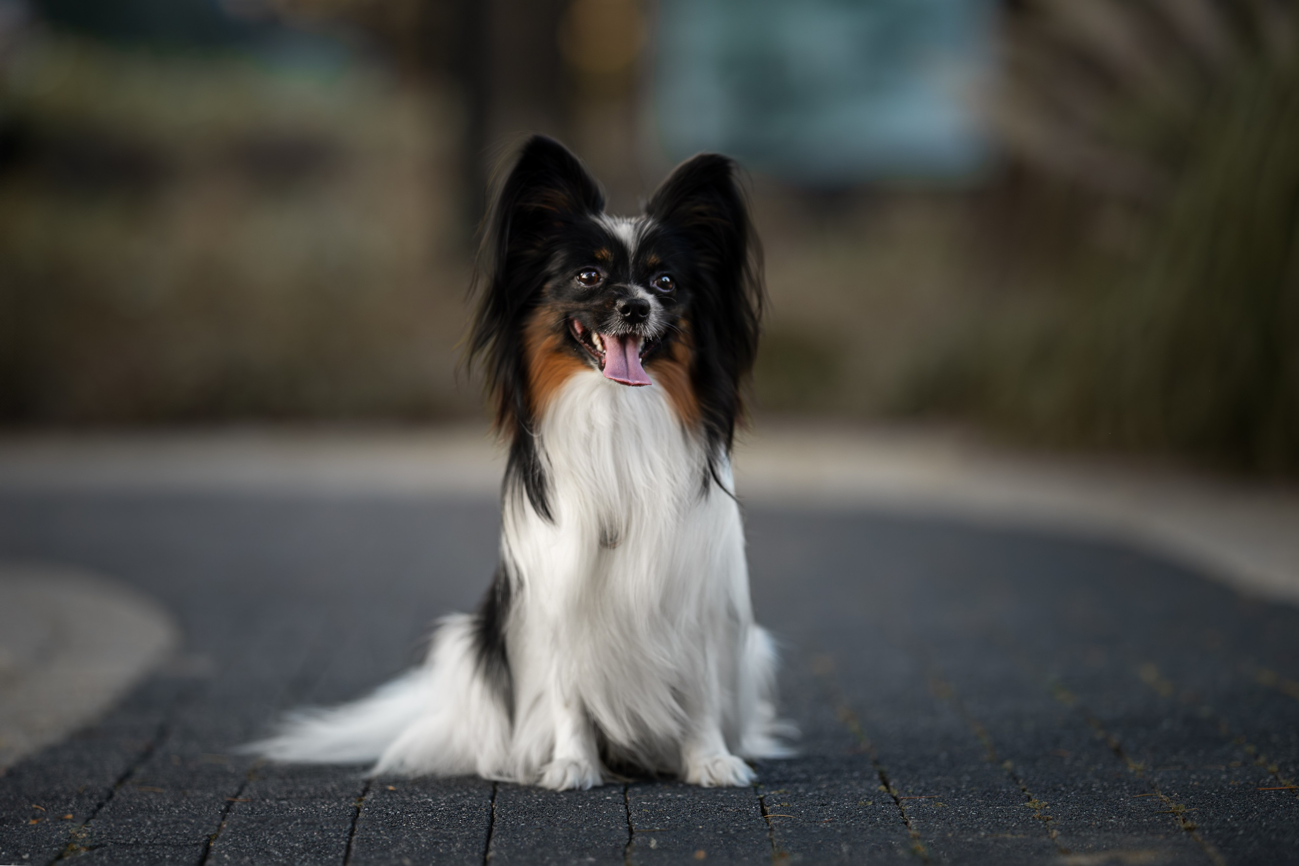 Бэйли, Папийон. Ирина Голомб|Фотограф-анималист в  Сочи и Калининграде