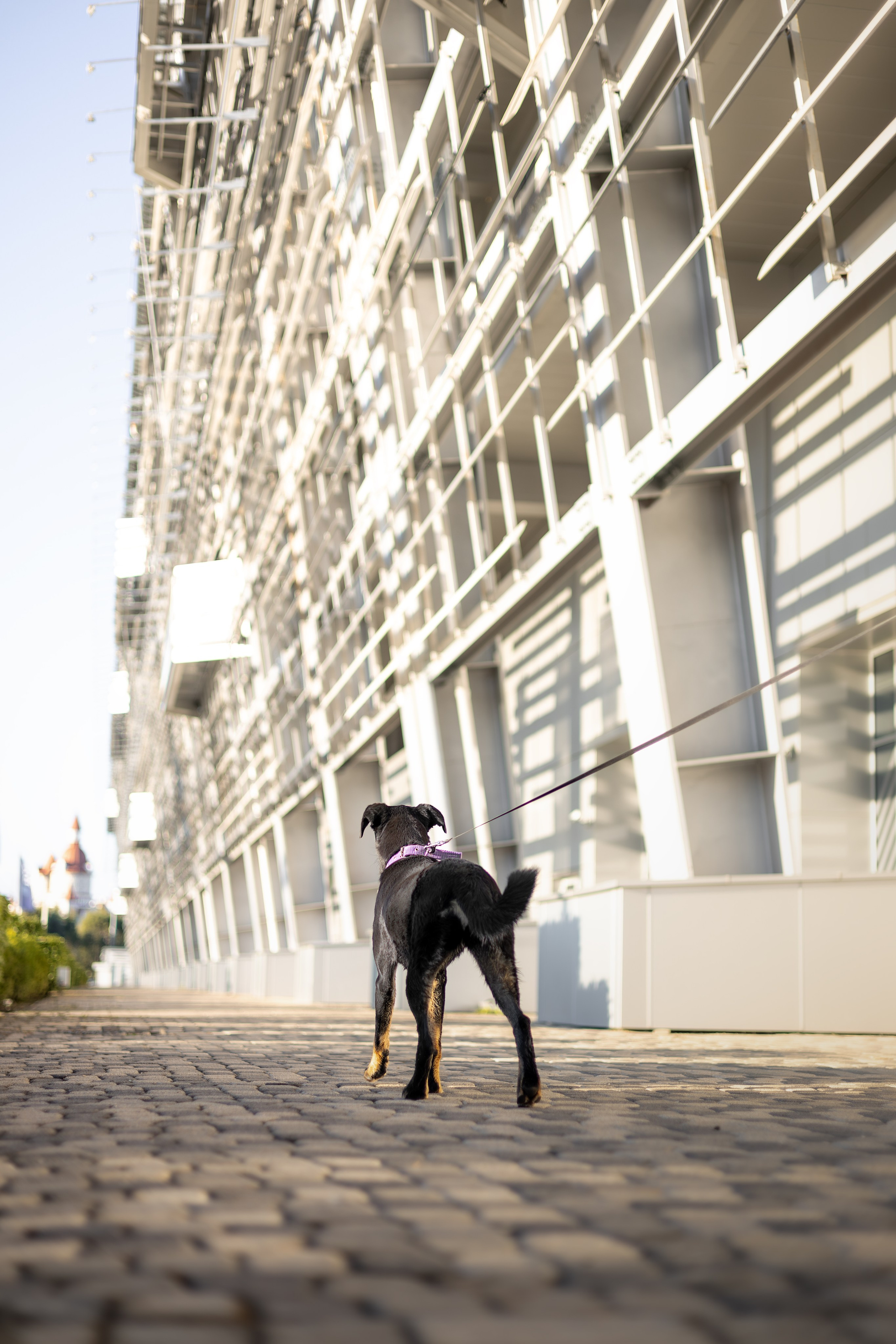 Кураторские питомцы Сириус. Ирина Голомб|Фотограф-анималист в  Сочи и Калининграде