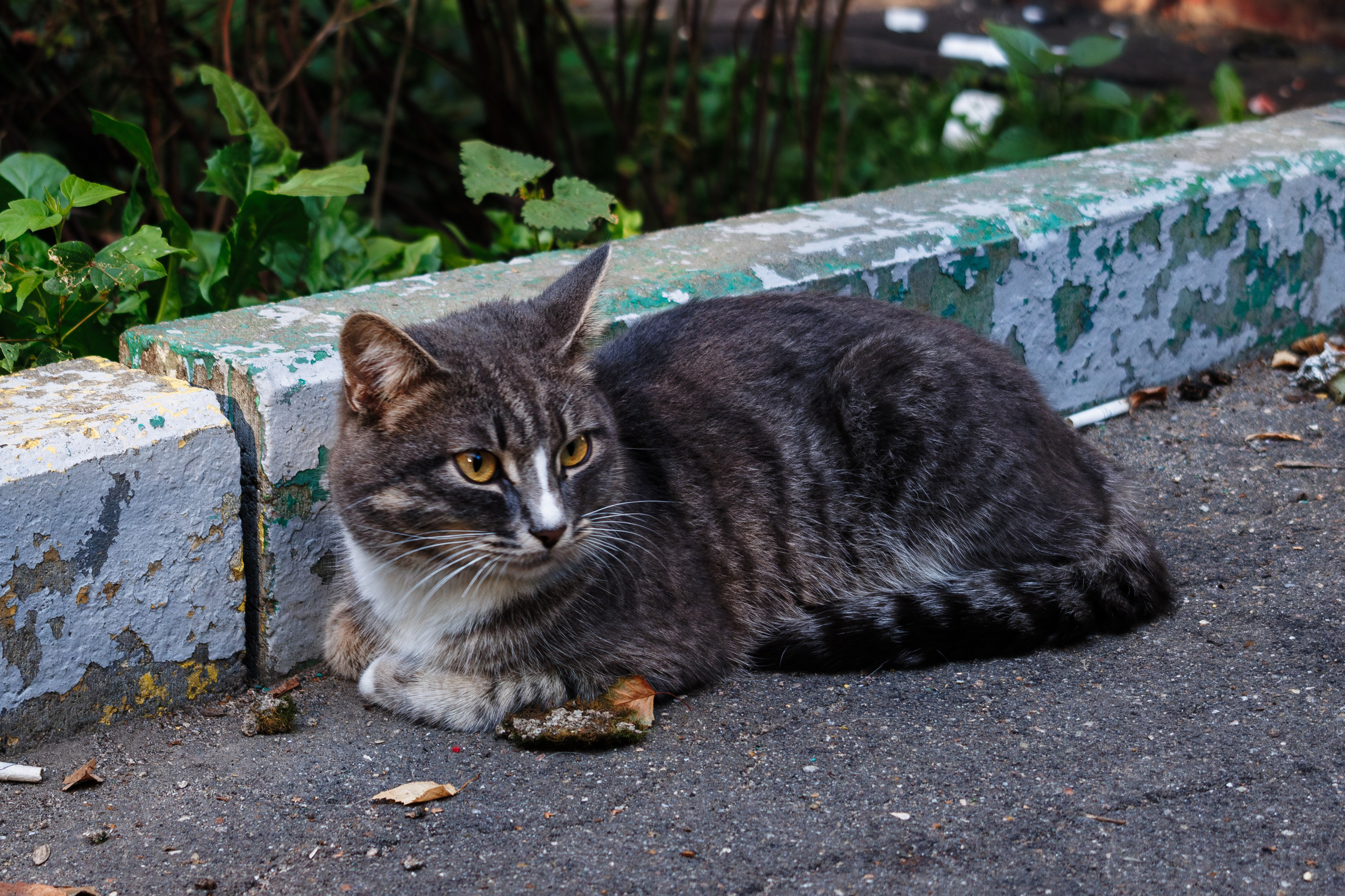 Cats.2. Dumshap | думшап
