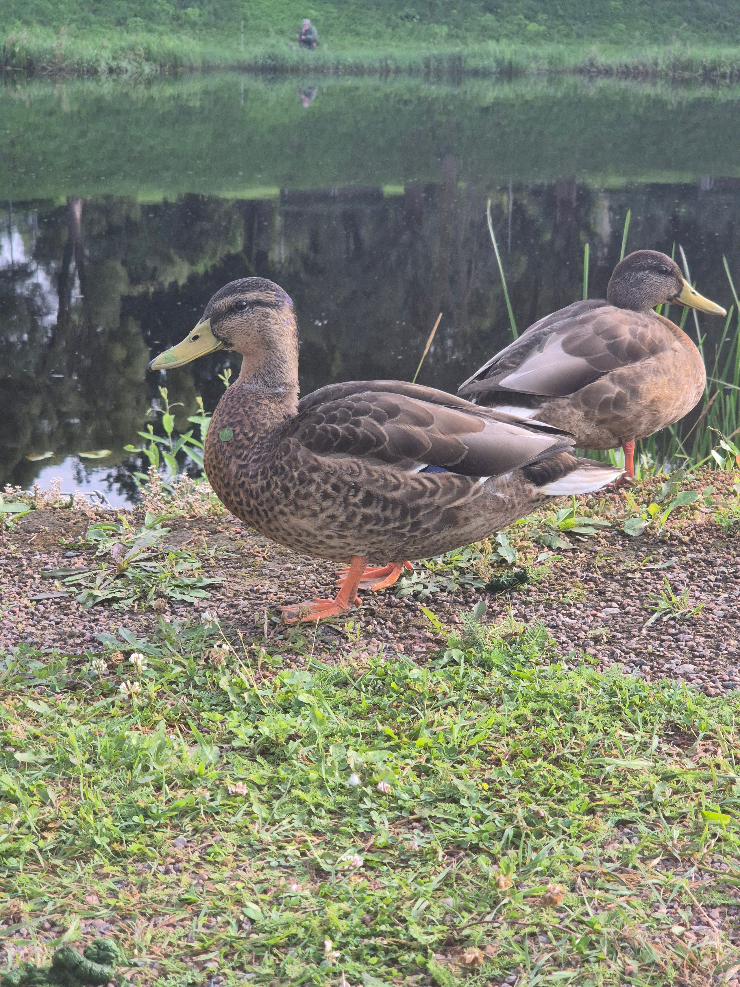 На который утки никакого внимания не обращают. Что с них взять? Читать-то не умеют