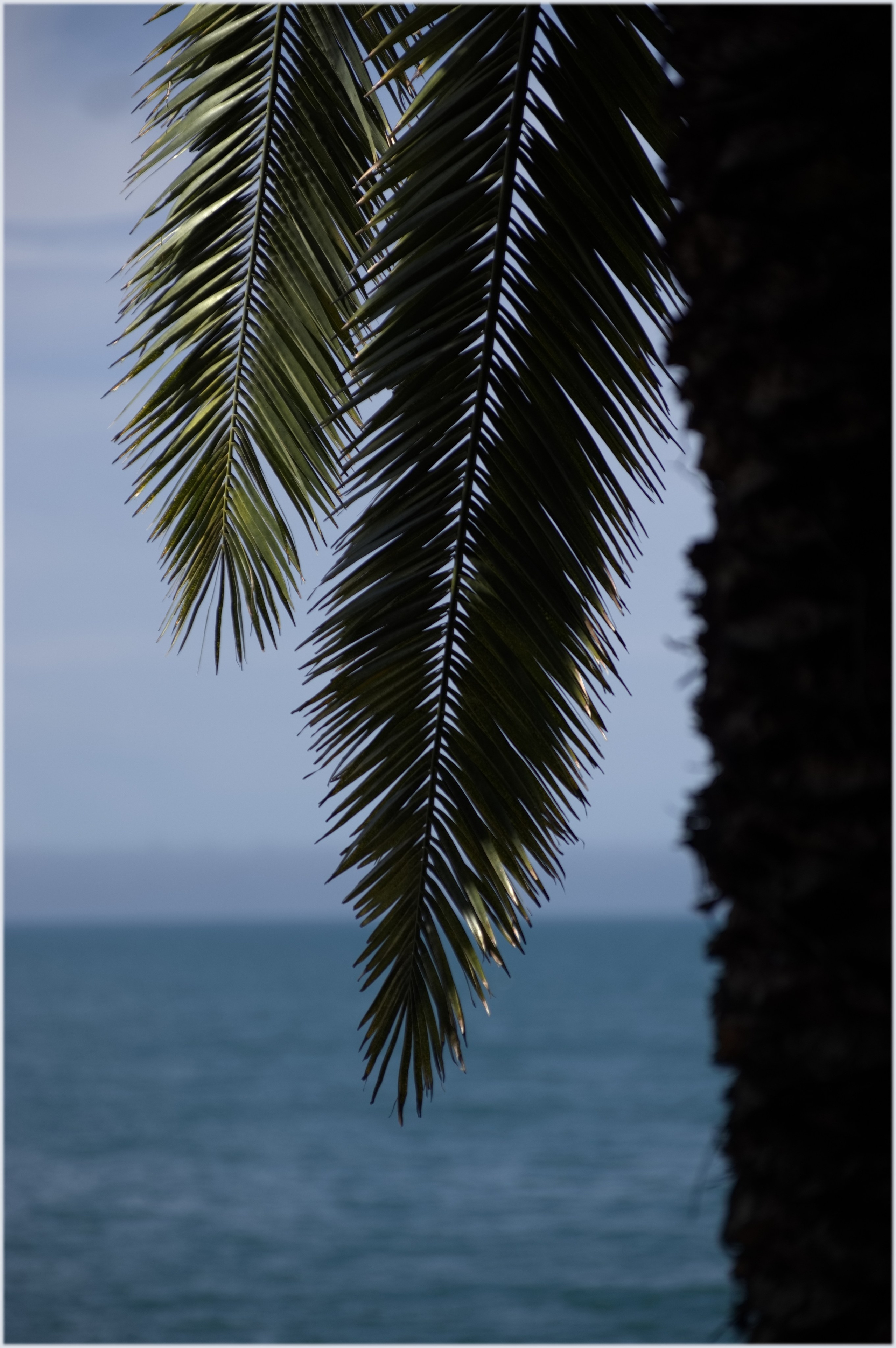 чёрное море.пальма