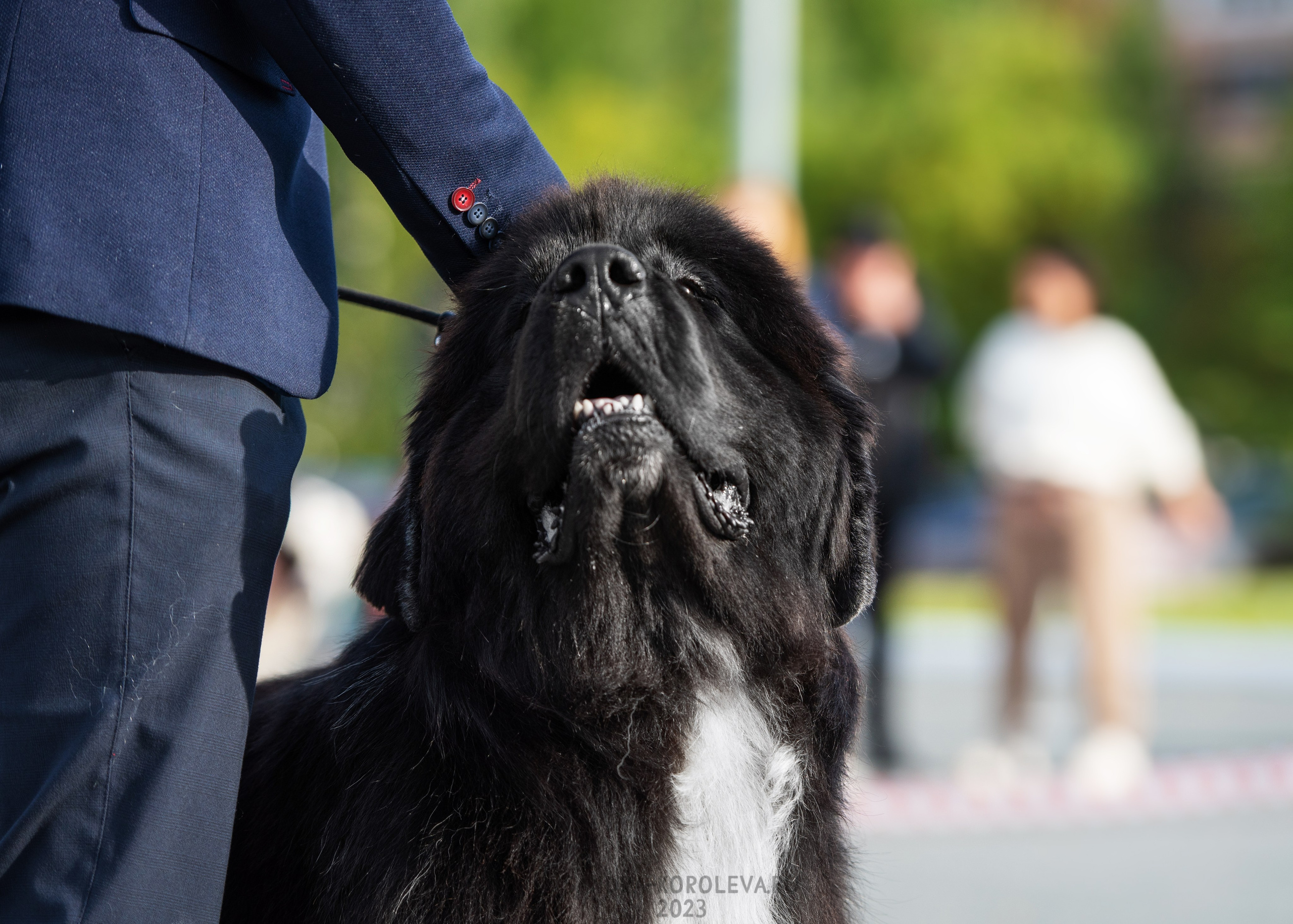 Выставка собак Тюмень 02.09.2023. Дог-фотограф в Тюмени Александра Королева