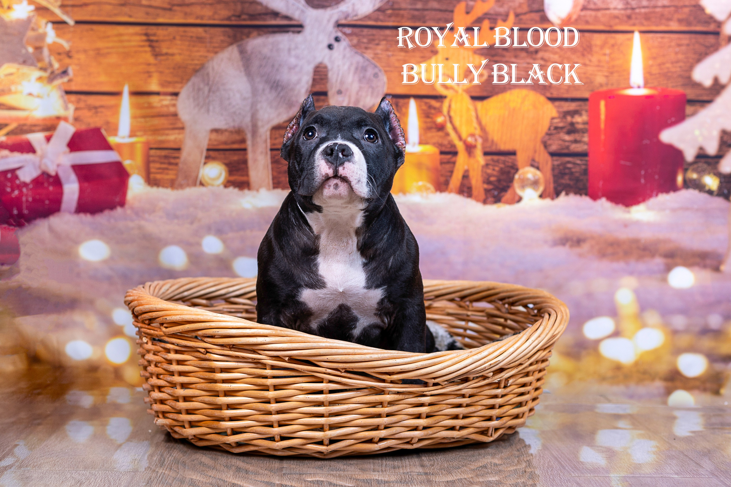 Американский булли!. Фотограф 📸 семейный, предметный, репортажный