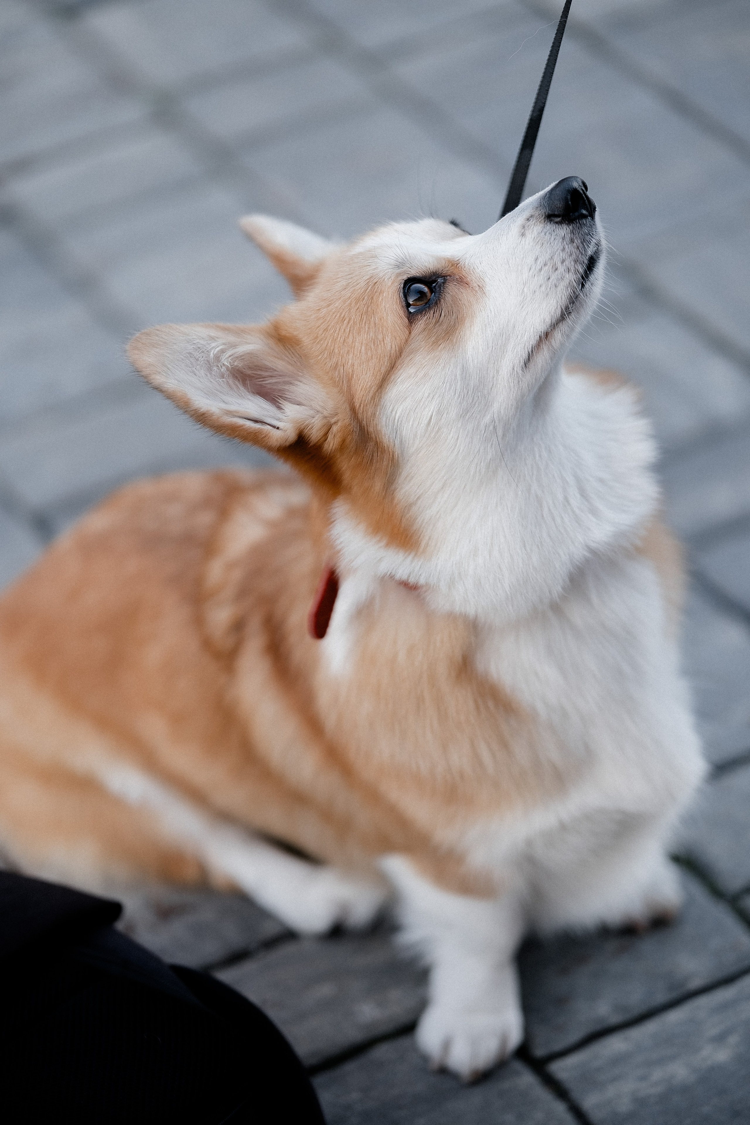Радик. Свадебный и семейный фотограф в Казани и Зеленодольске Ланочкин Илья