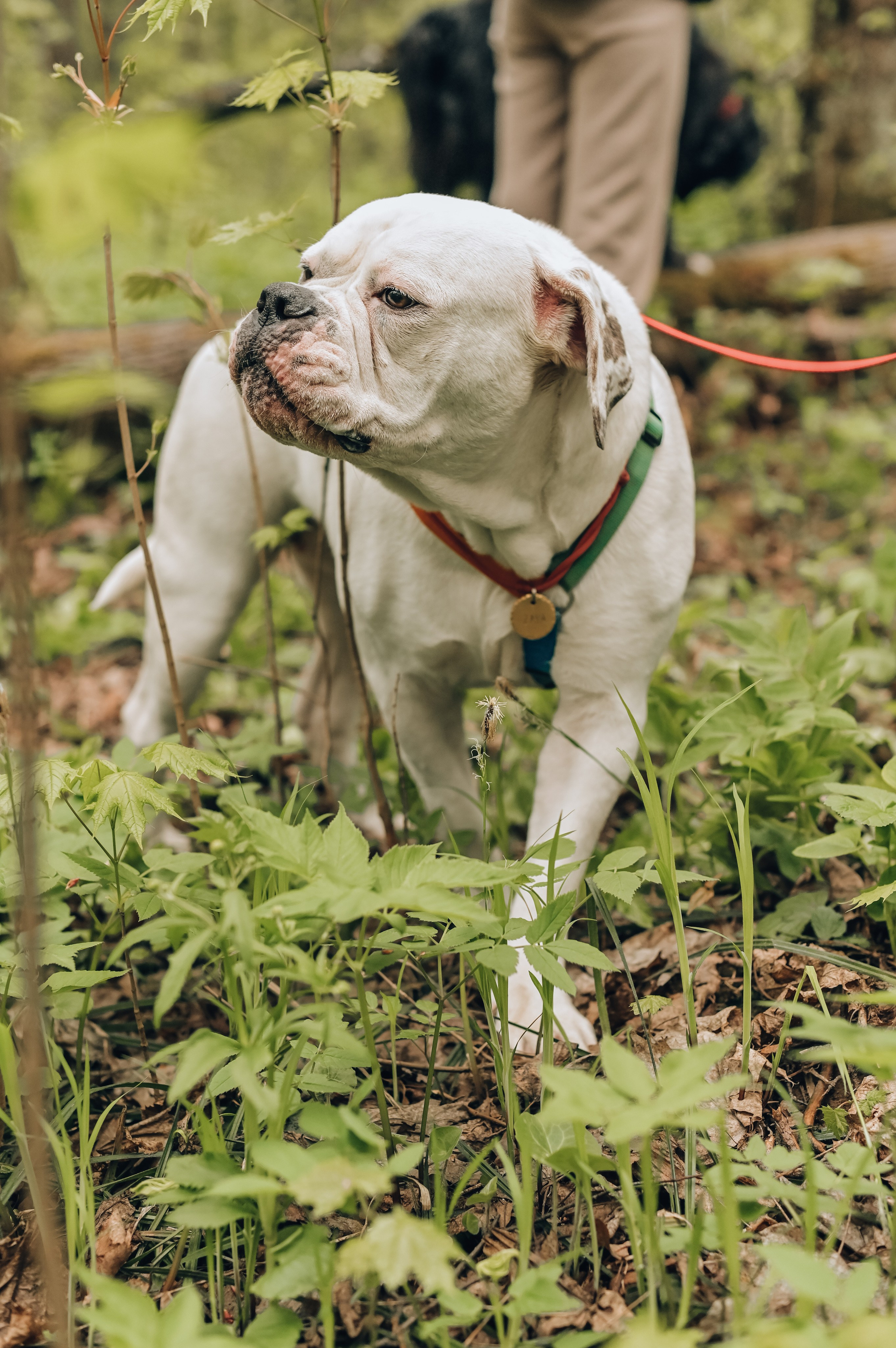 Занятие с кинологом. Семейный и репортажный фотограф в Москве Анастасия Трубкина