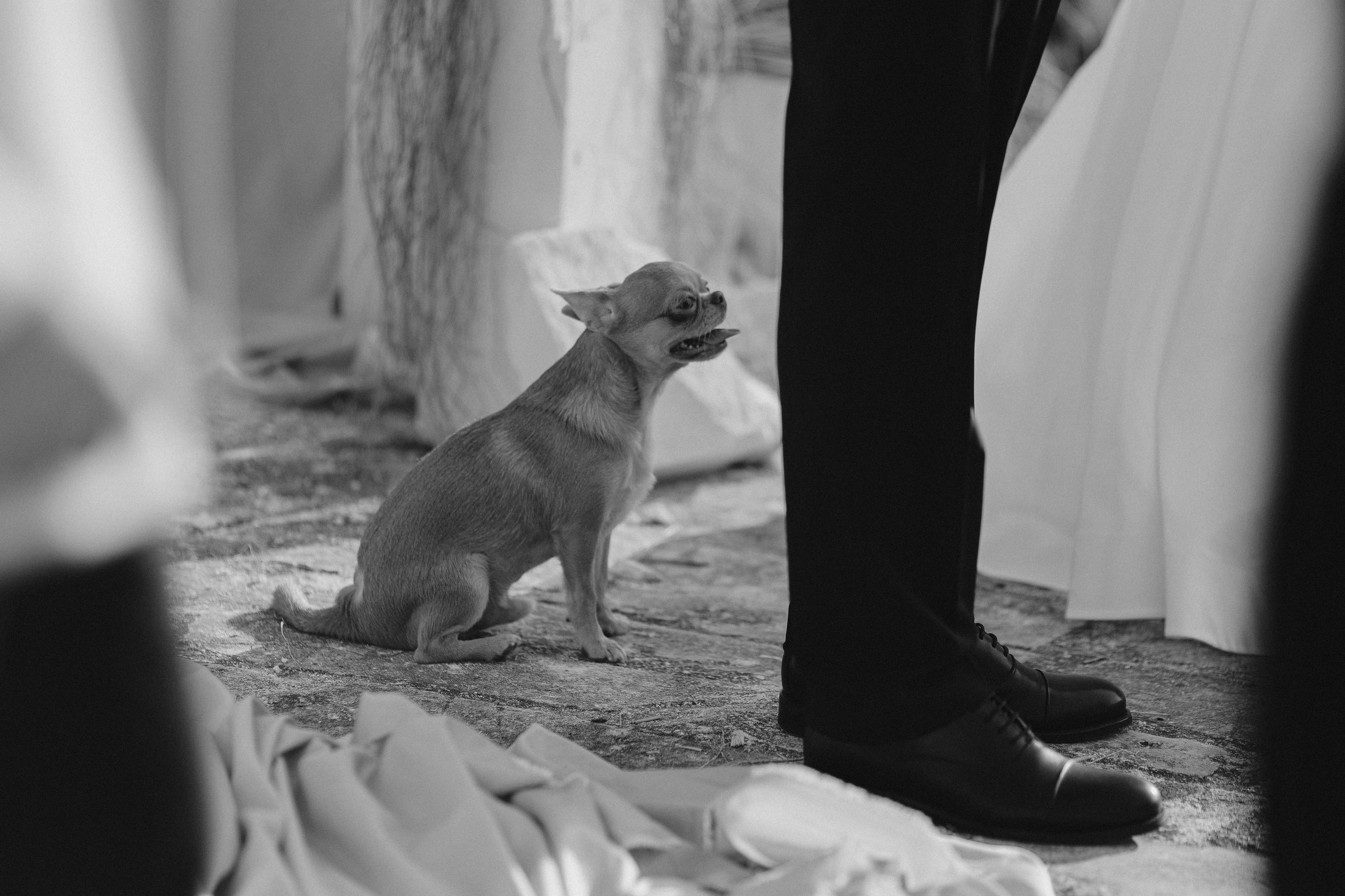 Даша Дима. Свадебный и репортажный фотограф Новороссийск, Краснодар, Сочи Олеся Дзюба