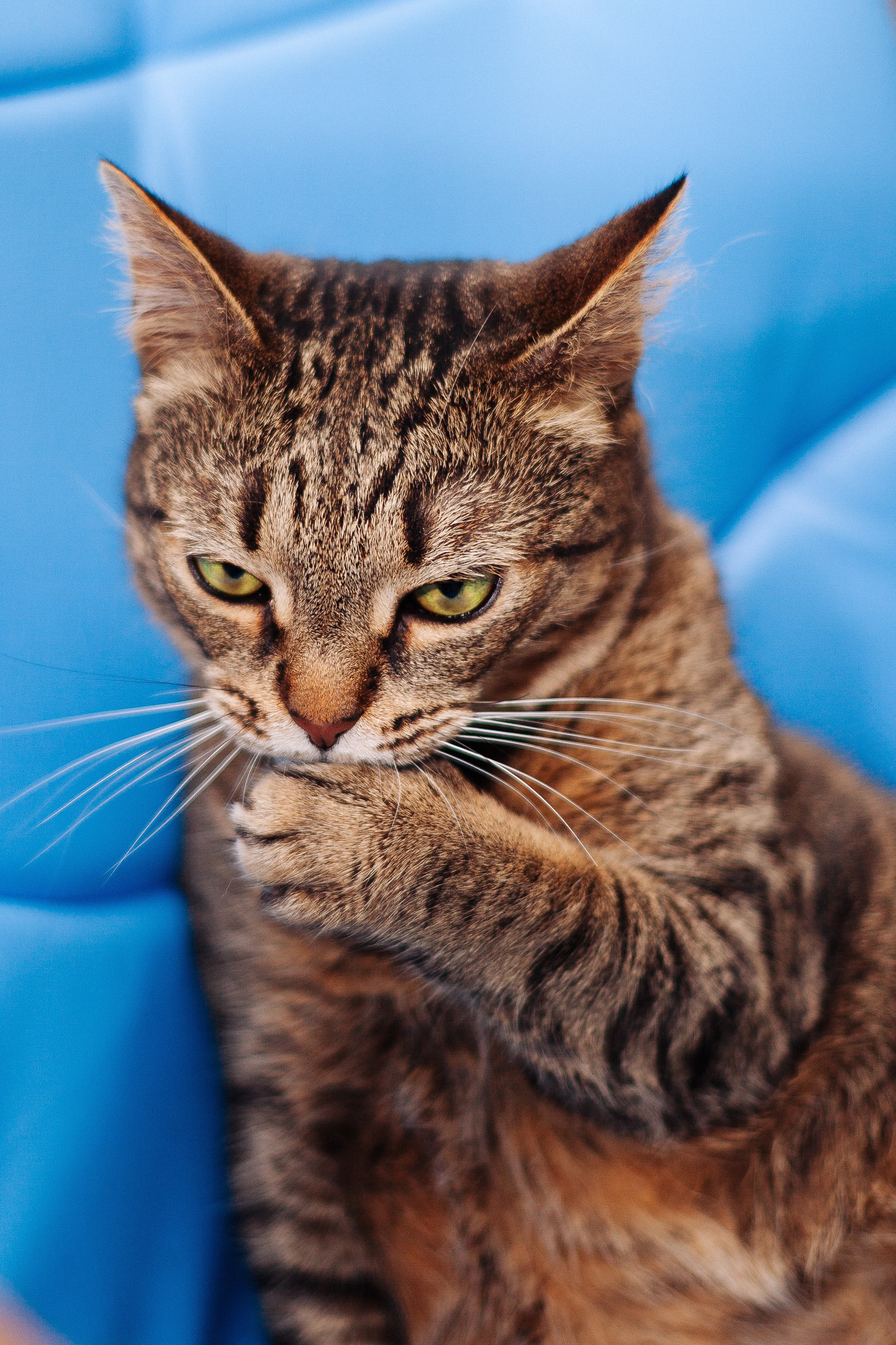 Котокафе Тушино