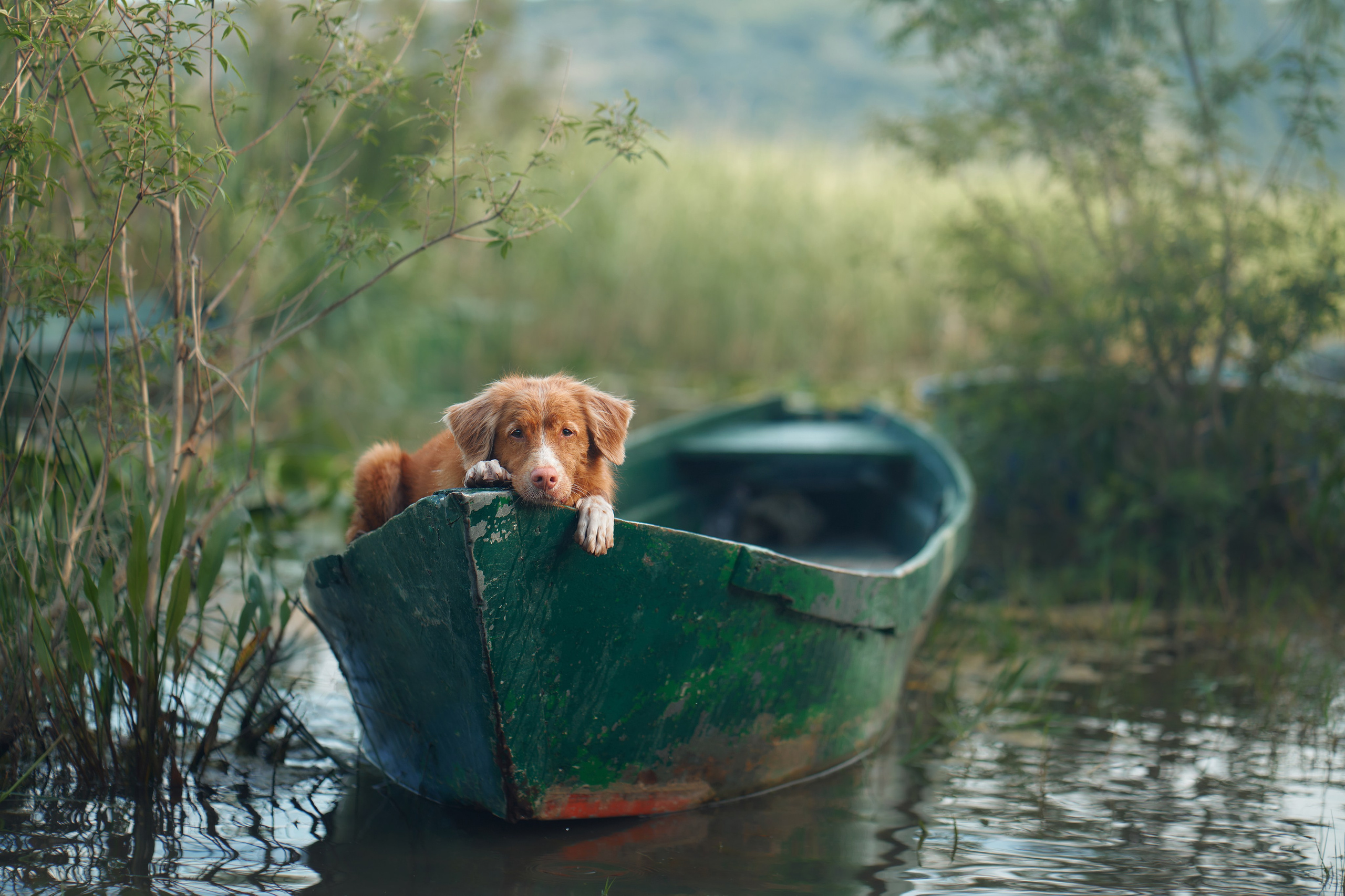 Photo of dogs in nature. landscape with dog. Dog photographer Averianova Anna — Art photography of dogs
