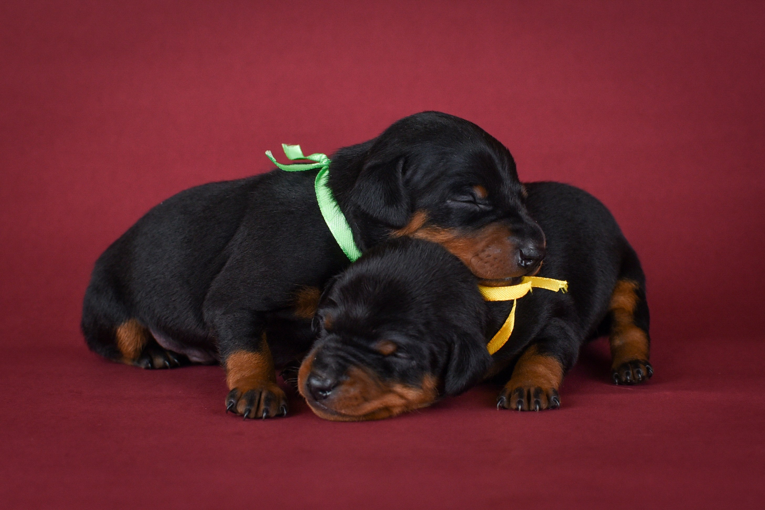 Съемка щенков. Фотограф анималист в Ростове I Гончарова Анна