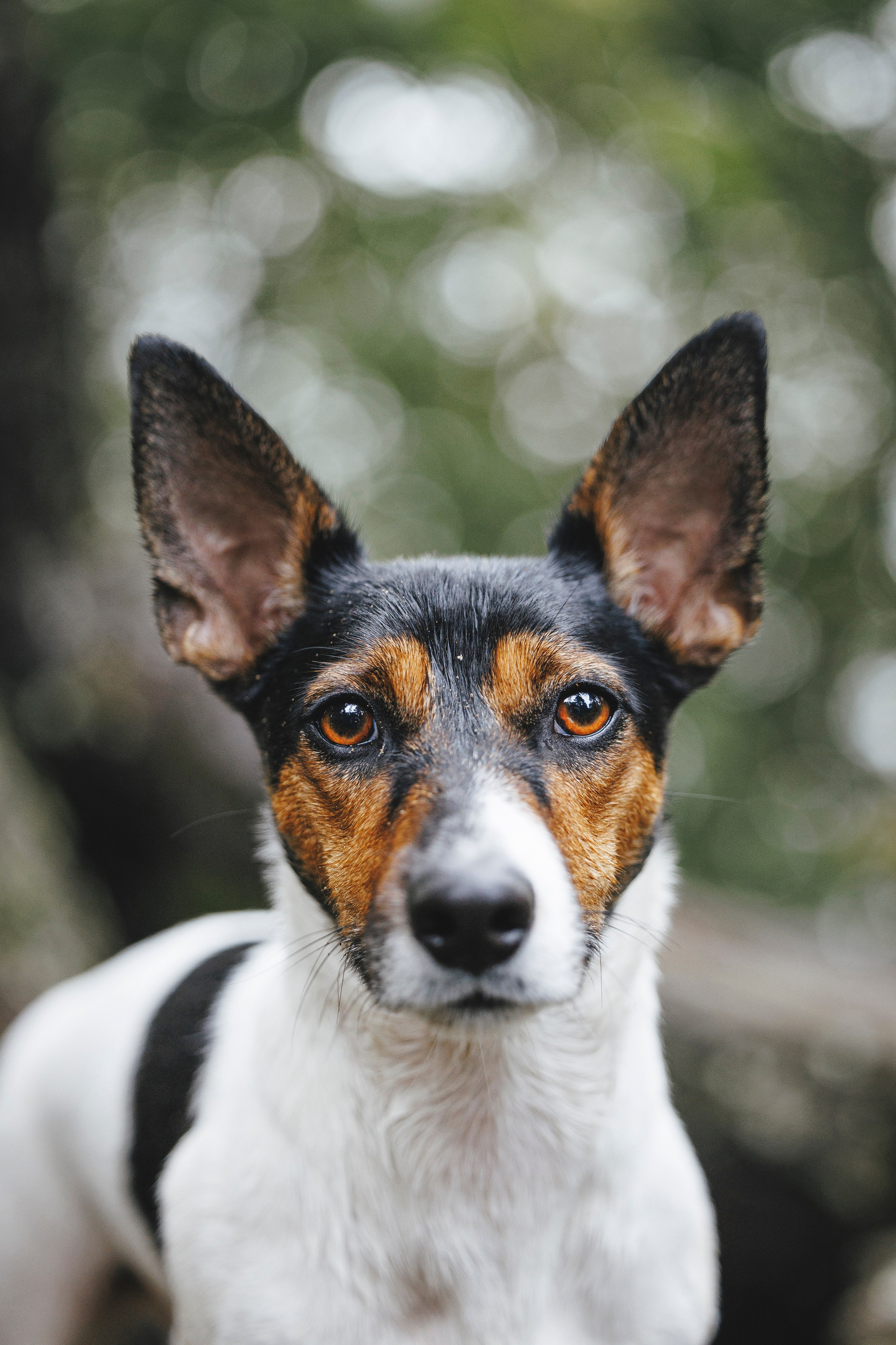Ания и Ярик. Фотограф-анималист Анна Маринич