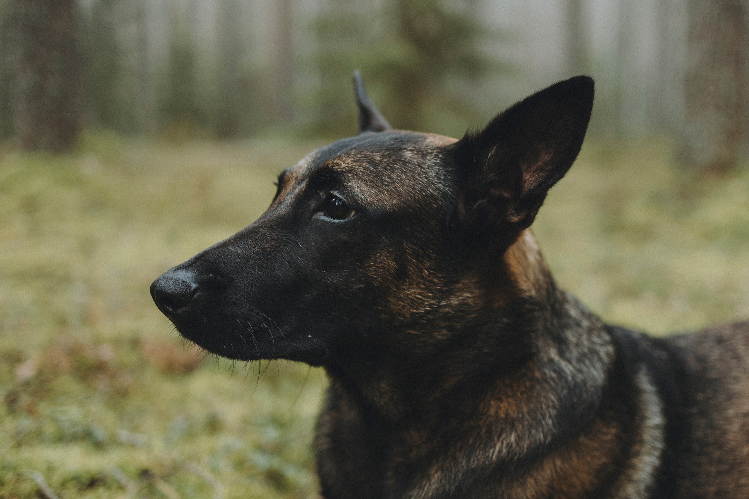 Рики и Цедра. Фотограф-анималист Анна Маринич