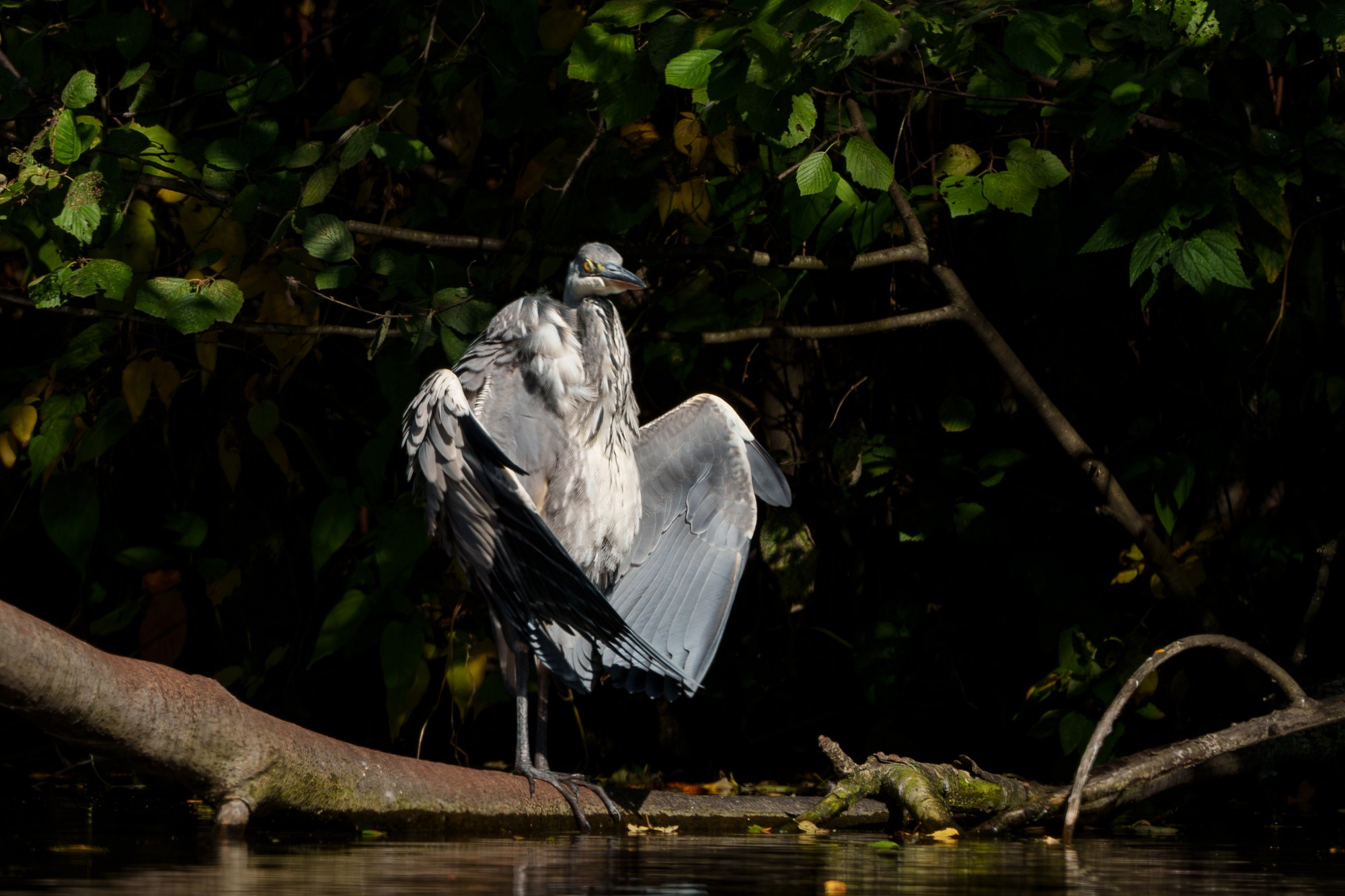 Удивительные мир птиц. Вокруг нас столько прекрасного — присмотритесь!. Ваш личный фотограф Марина Волкова