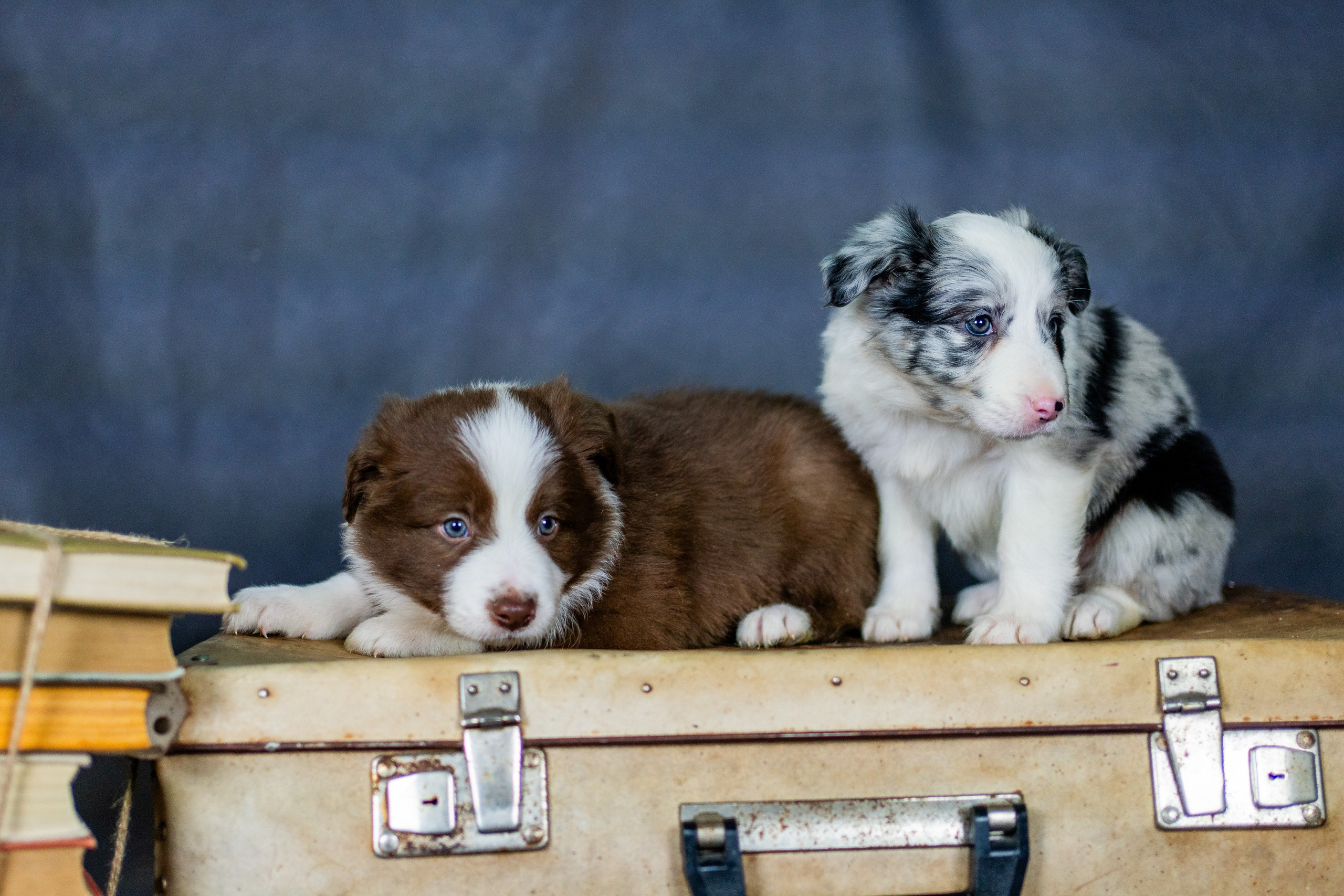 Фритсвит. Семейный фотограф Ефремова Виктория