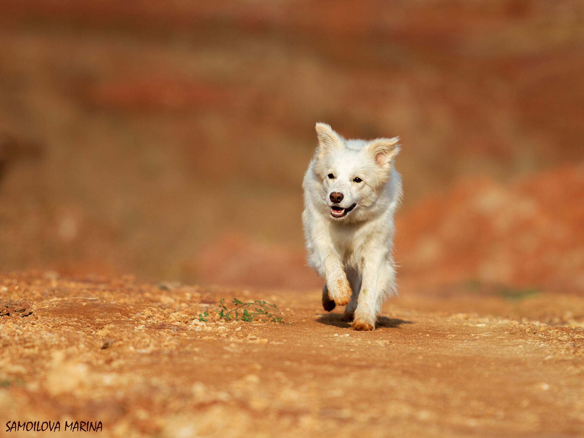 Собаки. Фотограф-анималист в Москве и МО Самойлова Марина