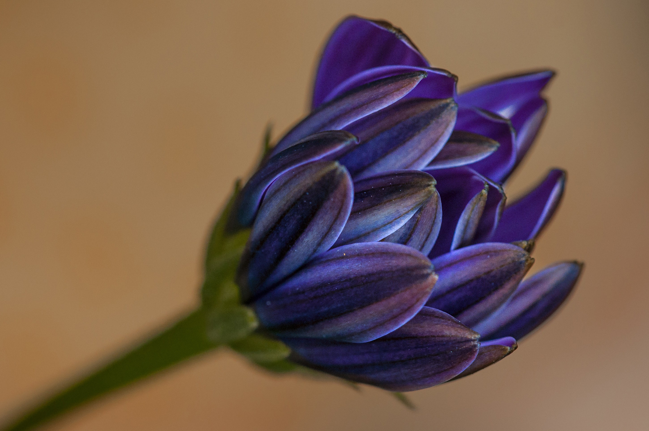 Пейзажи и архитектура. Портретная и репортажная съёмка