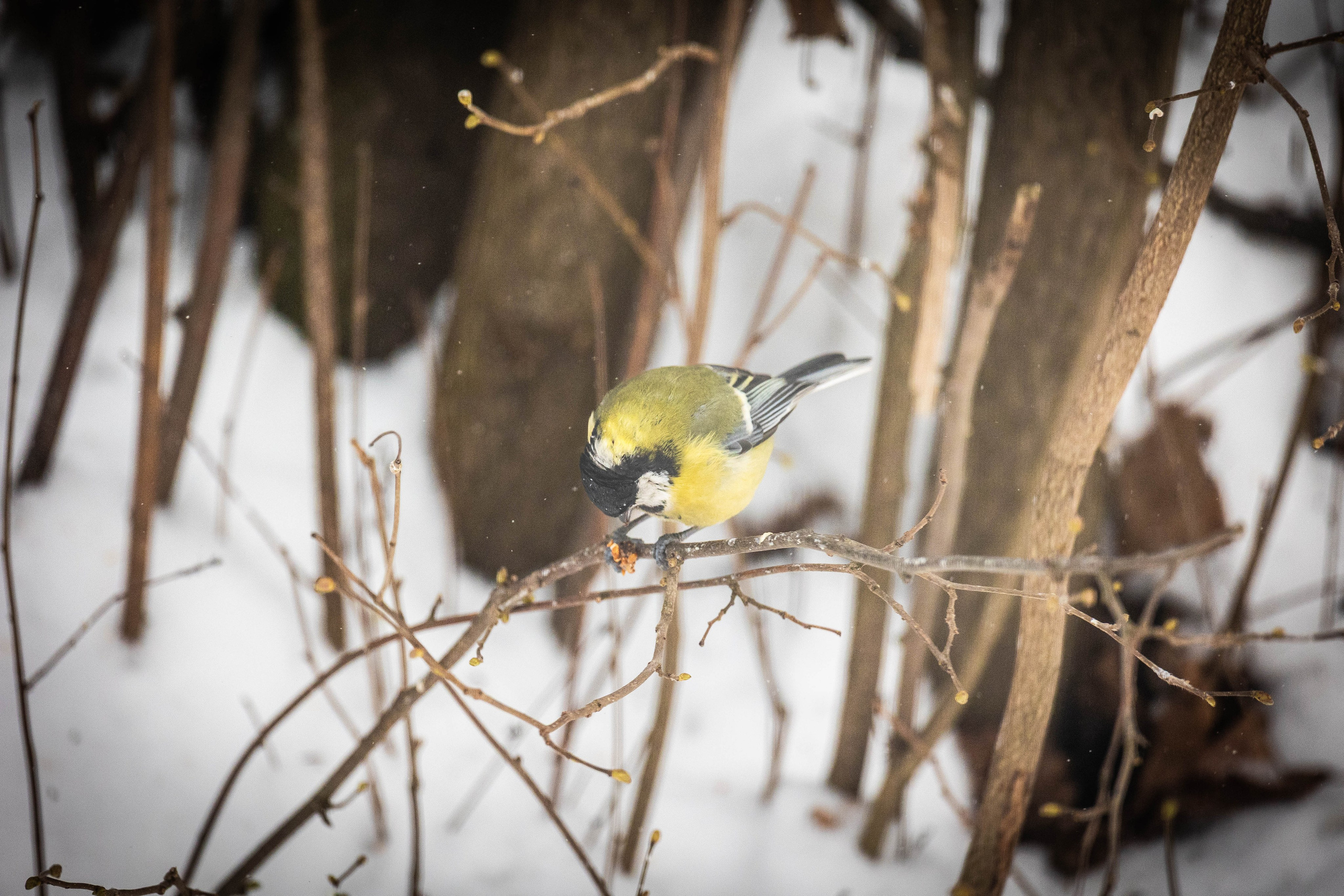 Дикий животный мир. Фотограф-АниМалист Анна Абрамова