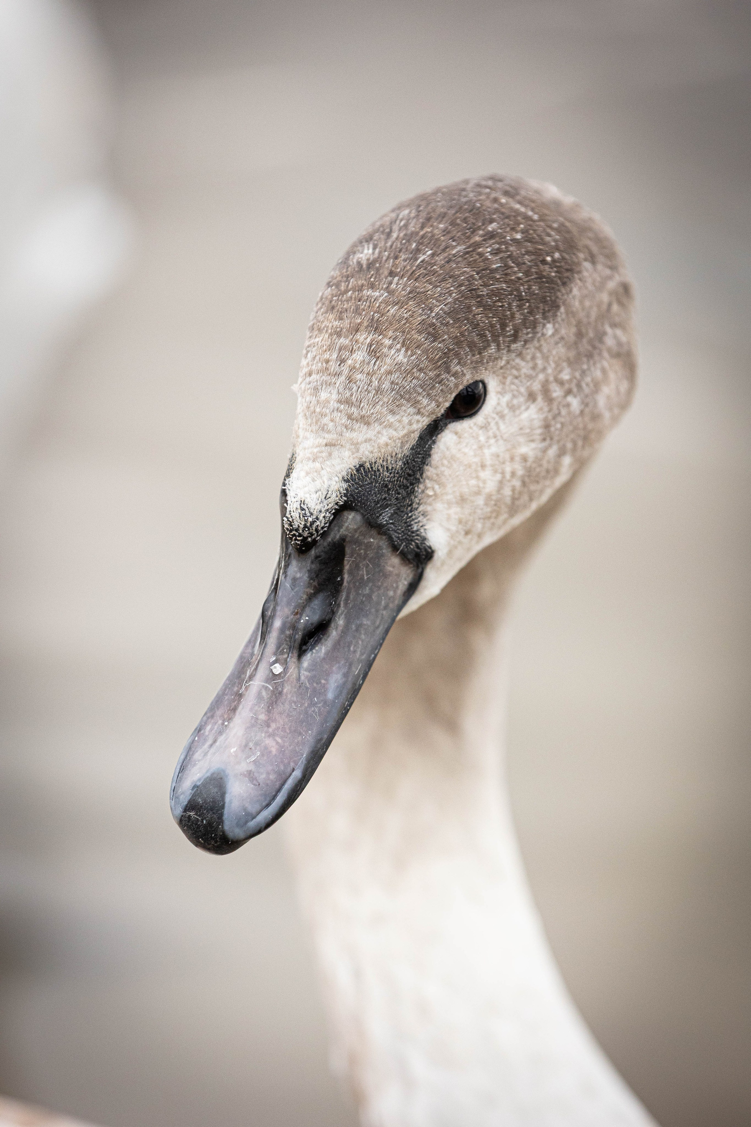 Зоопарк Малинки. Фотограф-АниМалист Анна Абрамова
