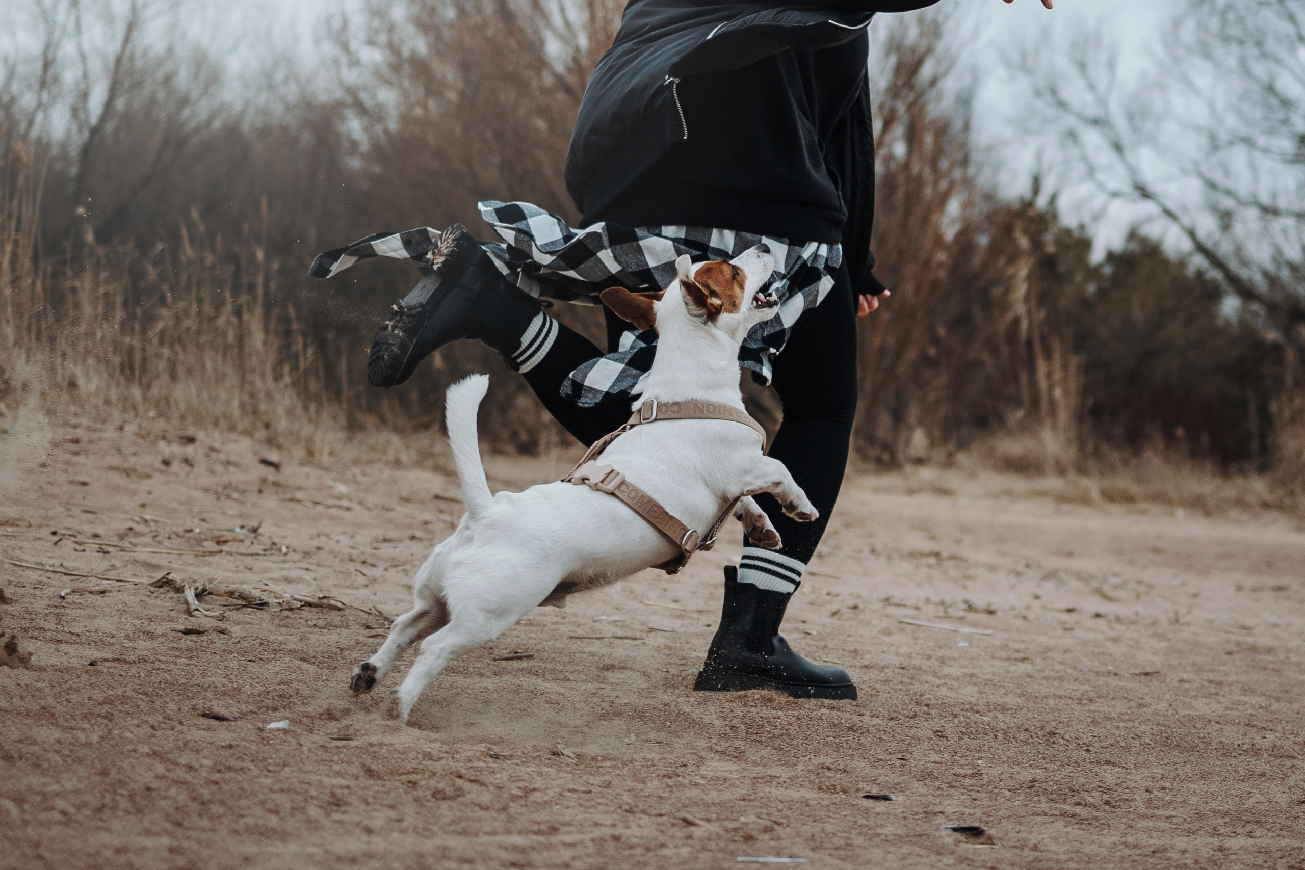 Саша и Джеки. Фотограф — Анималист | Санкт-Петербург