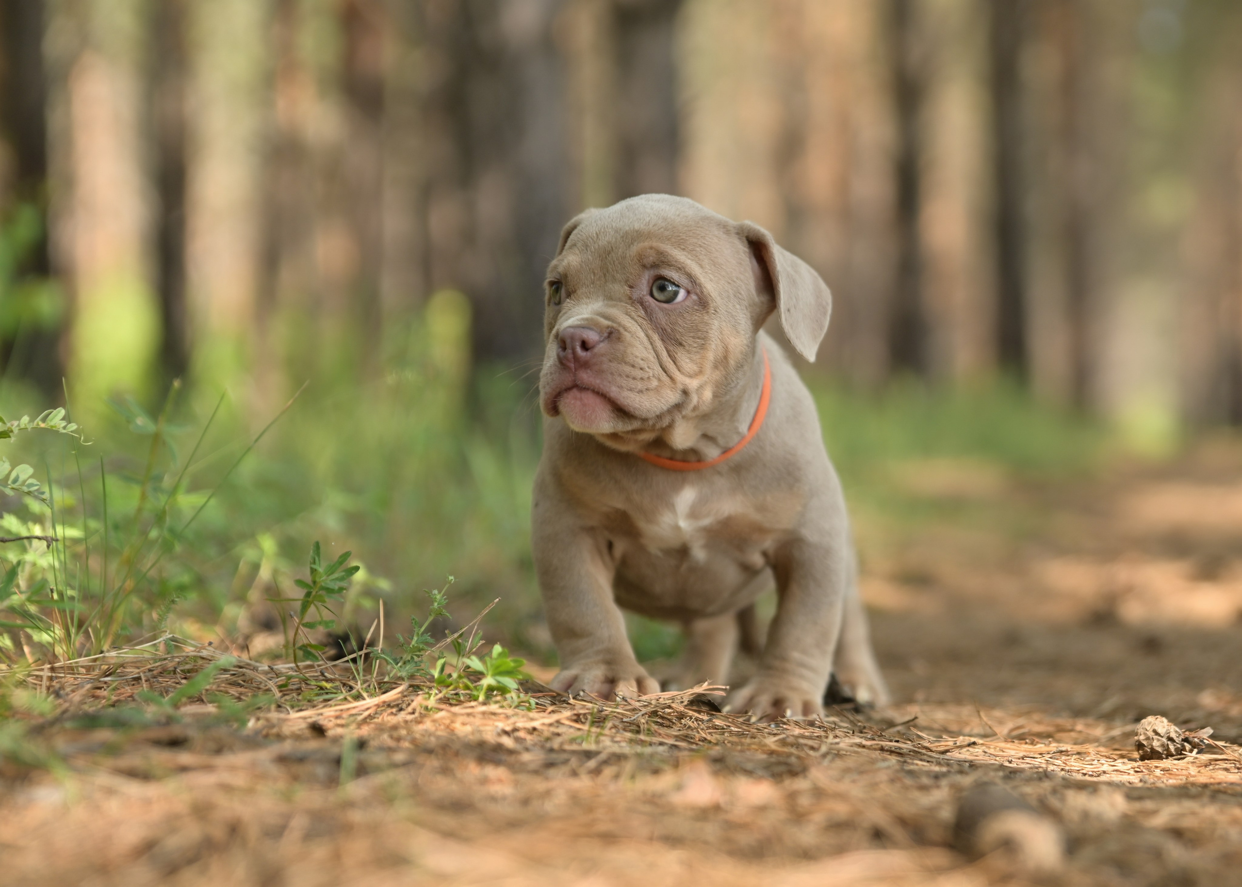 Свободные щенки Американский Булли в Иркутске. Питомник собак Иркутск