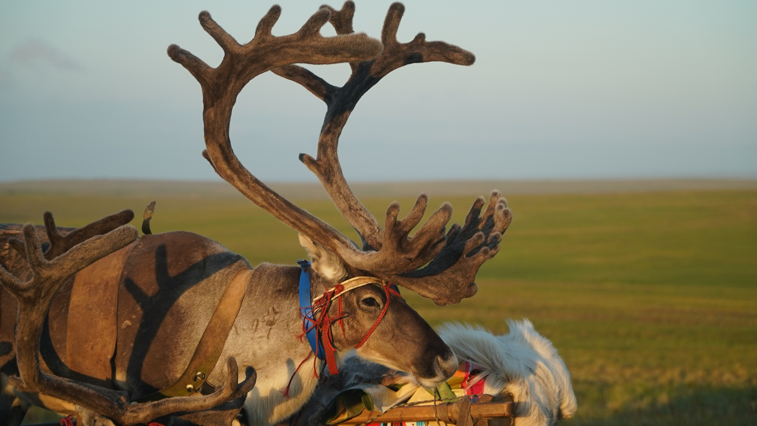 Амдерма — наука (2020 г.). Фотоальбом показывающий увлекательный мир авиации и мир медведей Андрея Иванова