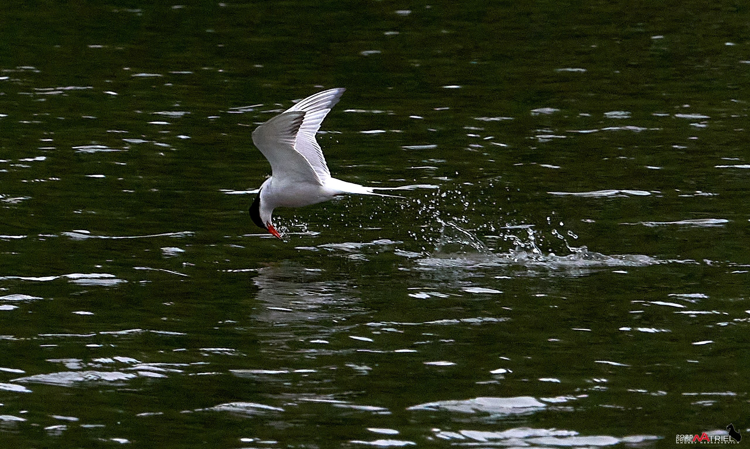 Съемка в парке на воде