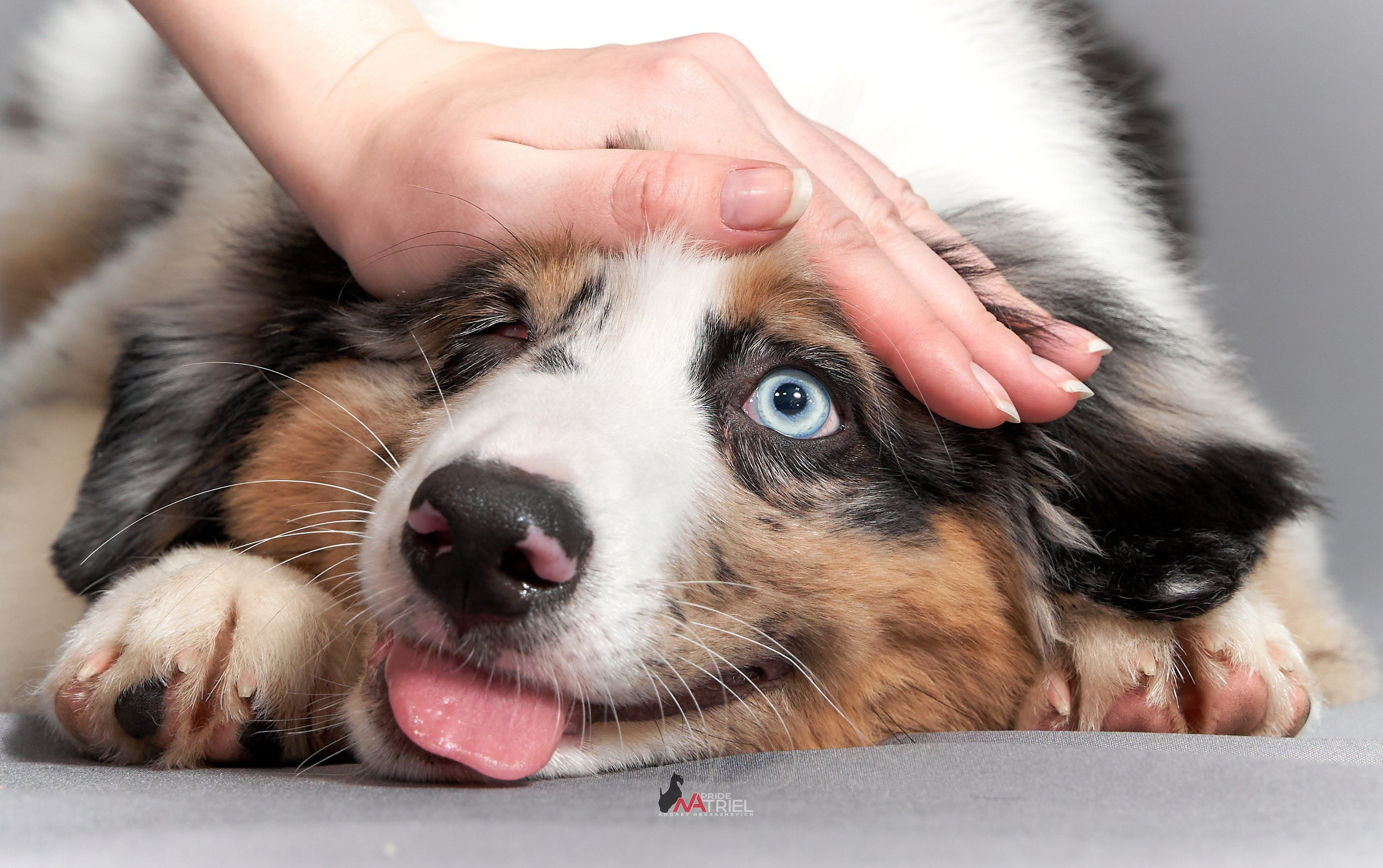 Собаки в студии — галерея NATRIEL