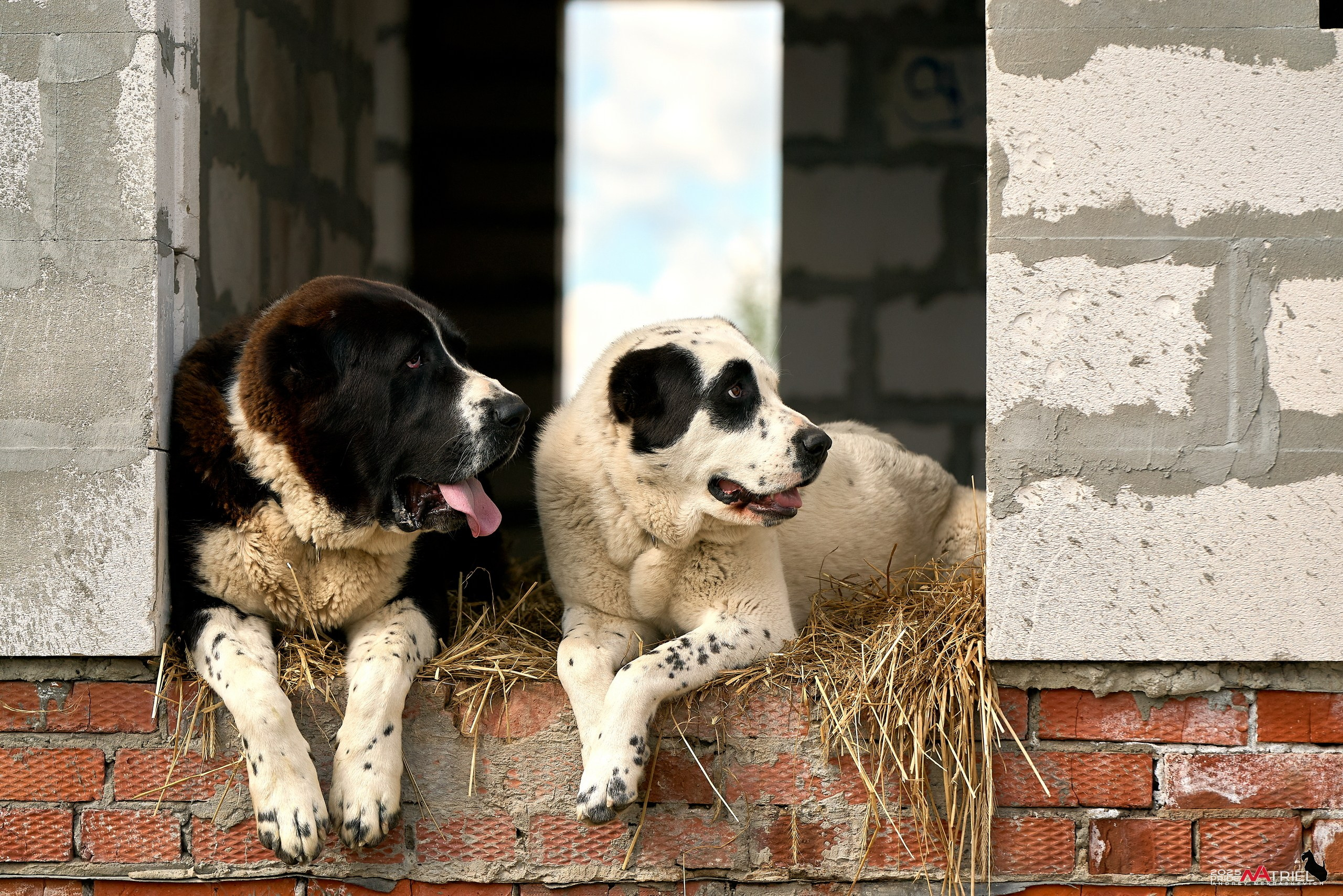 Съемка в питомнике