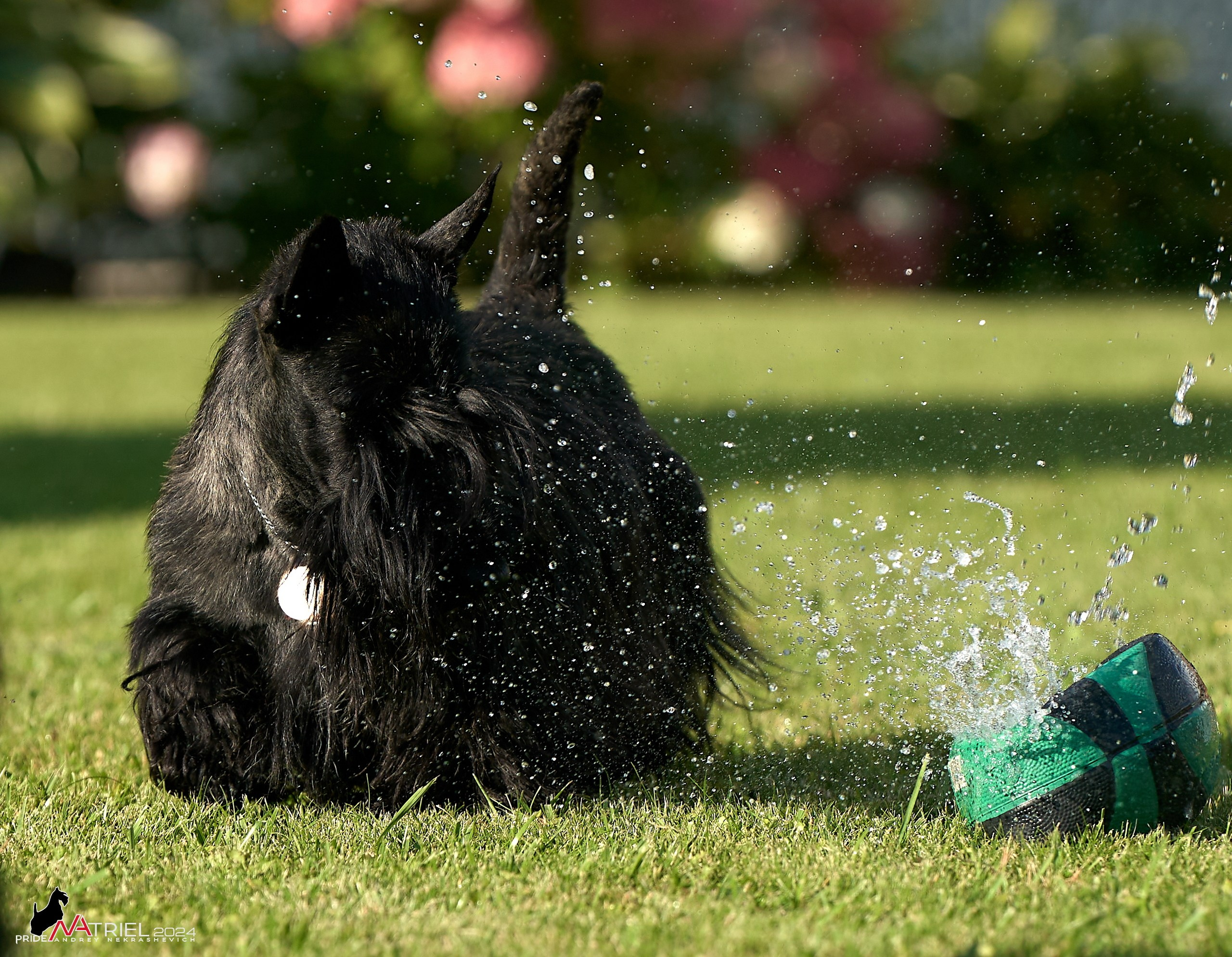 Скотчесемья «ИмпериалИти»