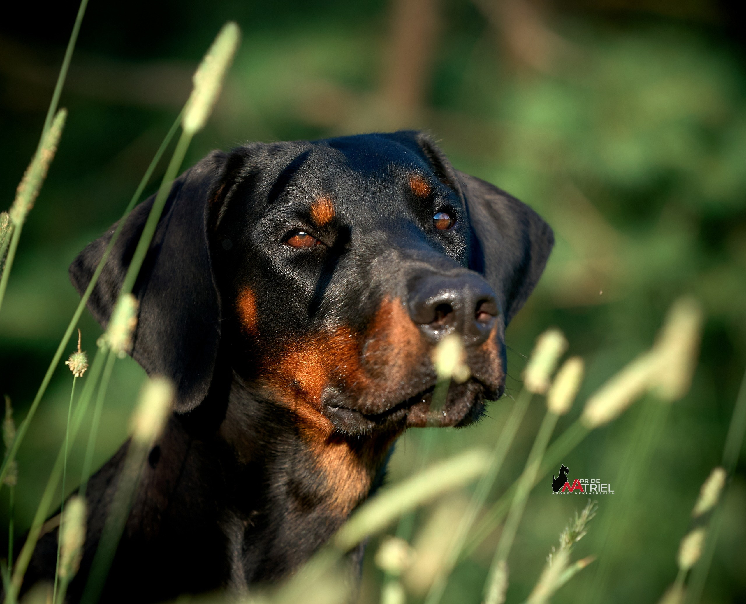 Портфолио NATRIEL