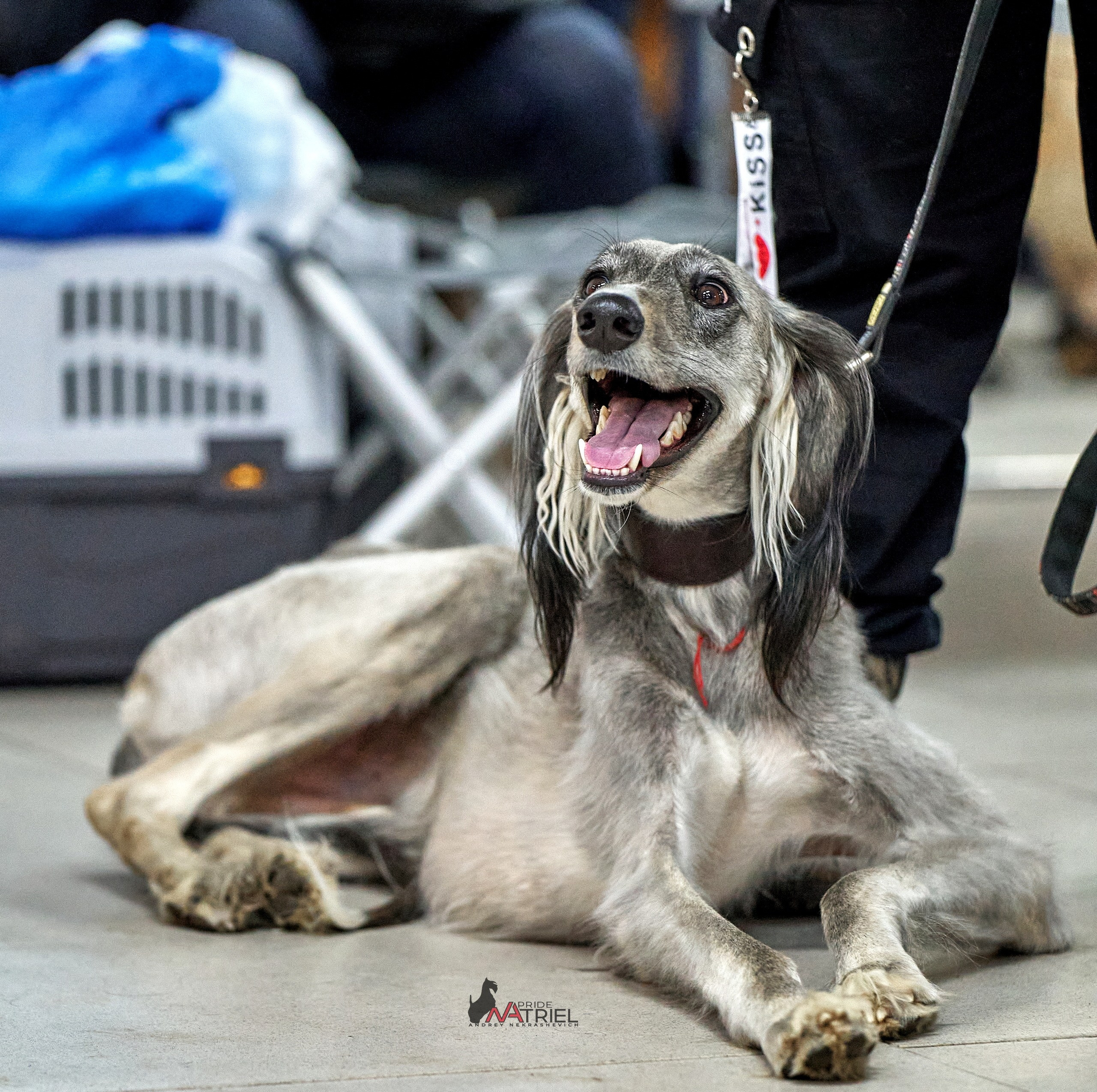 Картинки с выставки — галерея NATRIEL