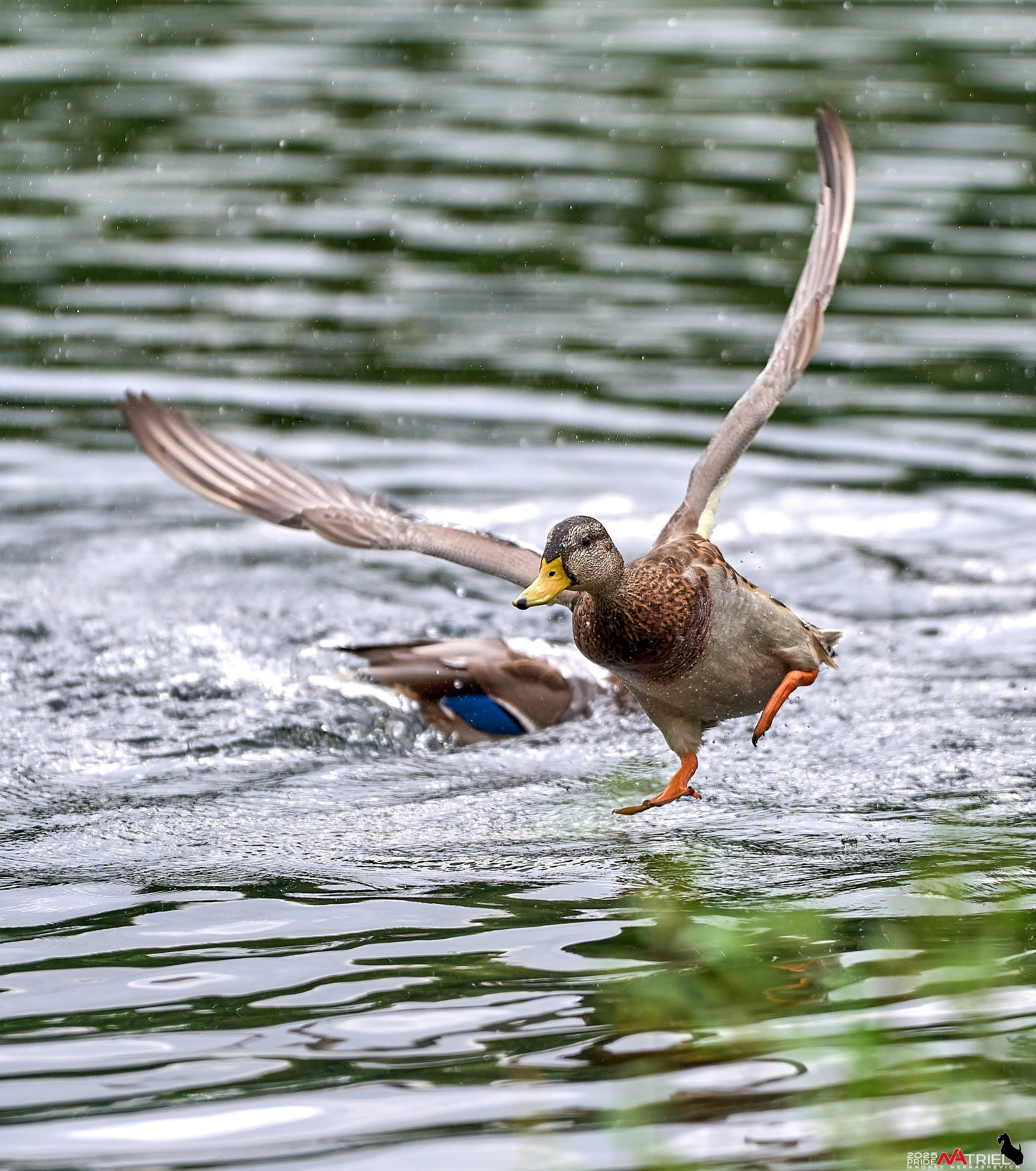 Утки на пруду