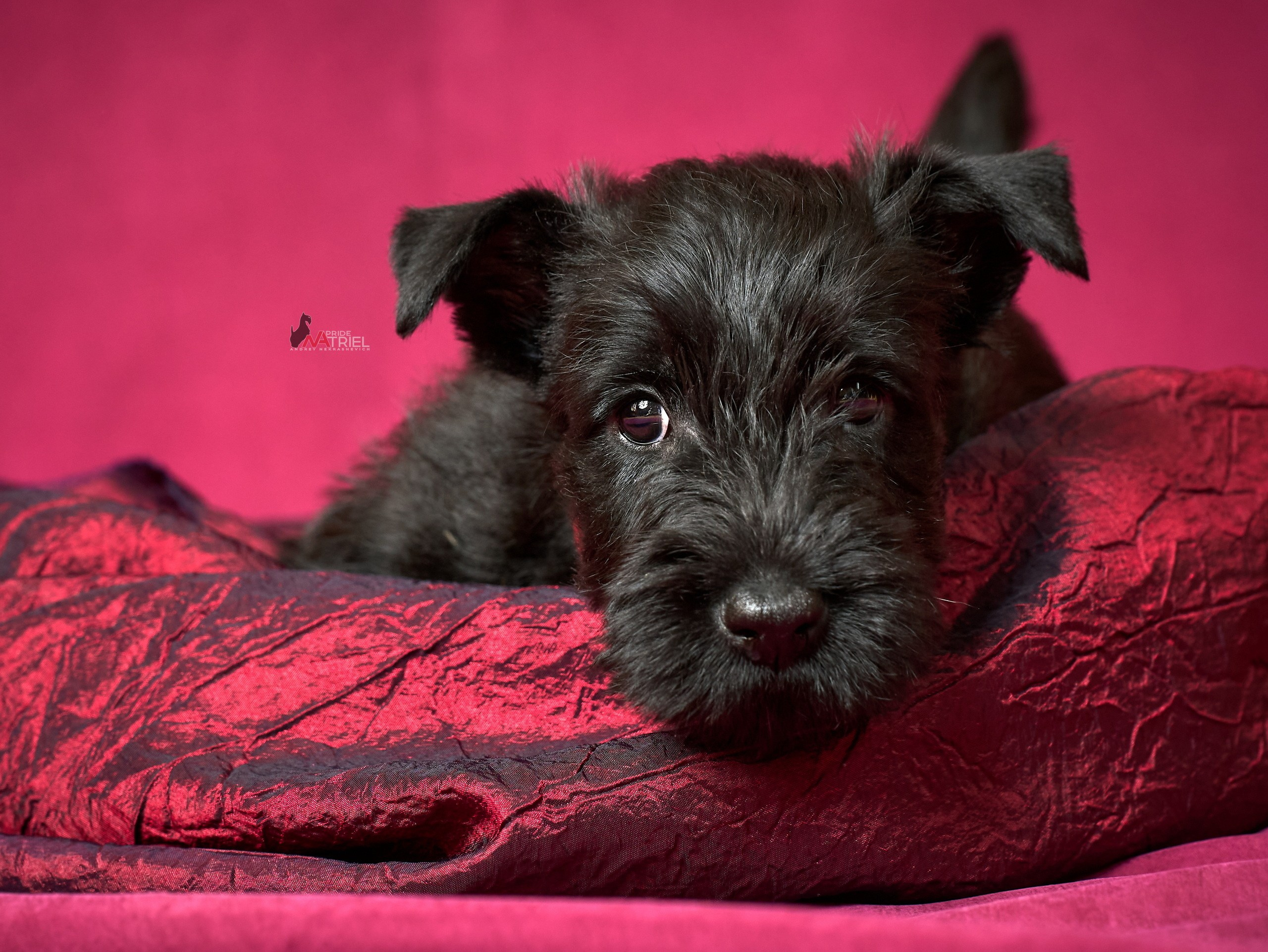 Щенки дома — галерея NATRIEL