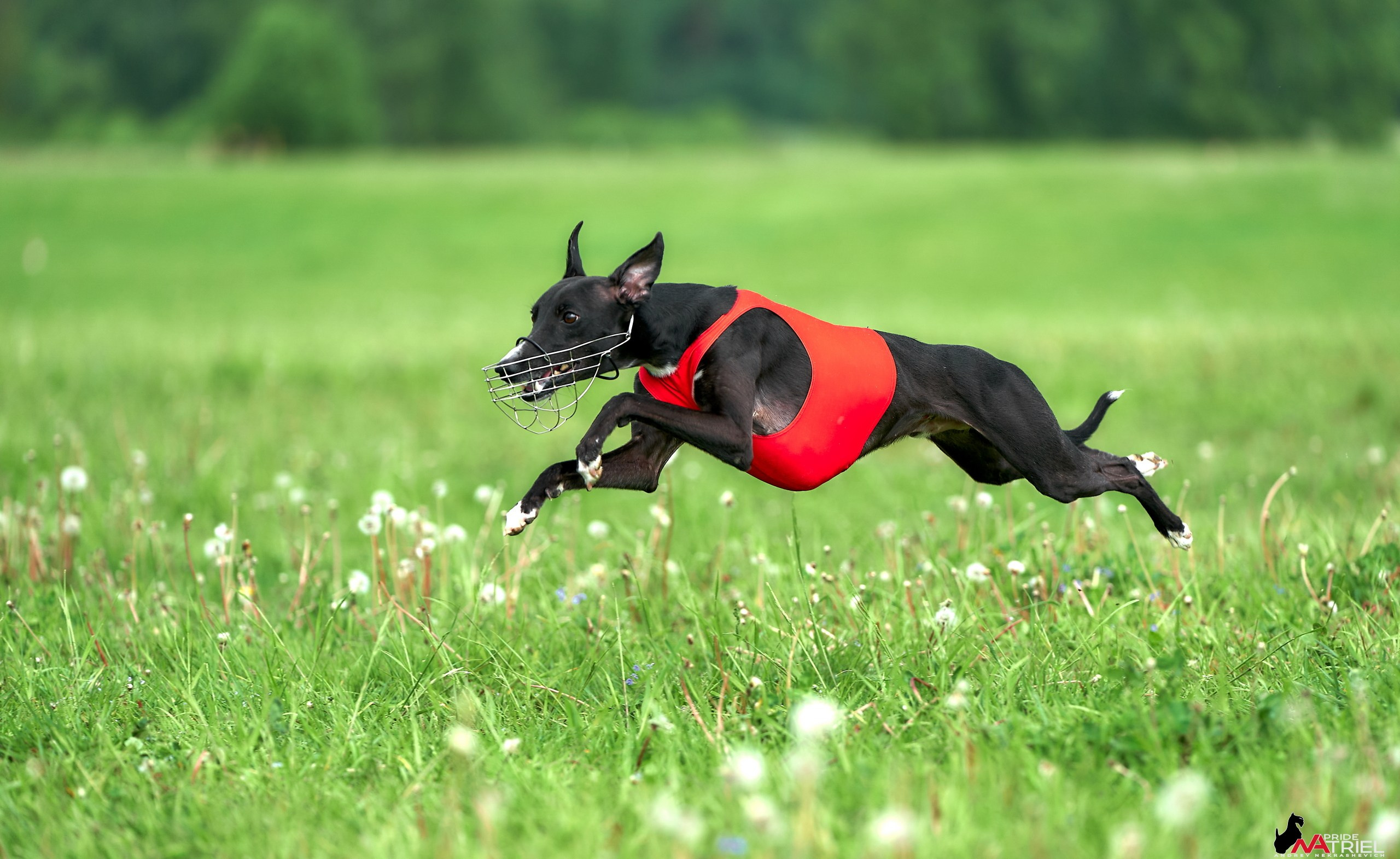 Съемка курсинг — галерея NATRIEL