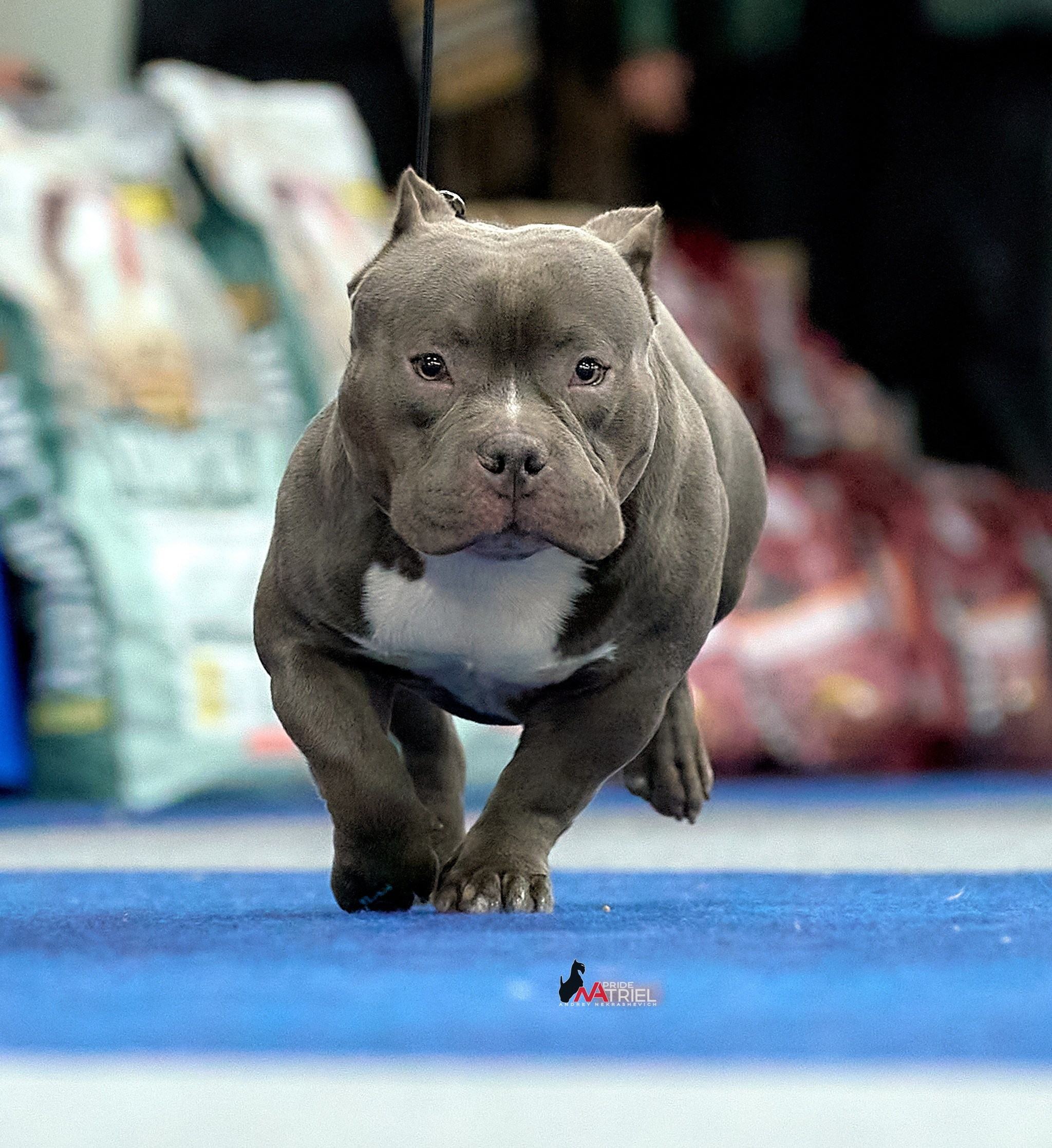 Съемка на выставке БуллиШоу