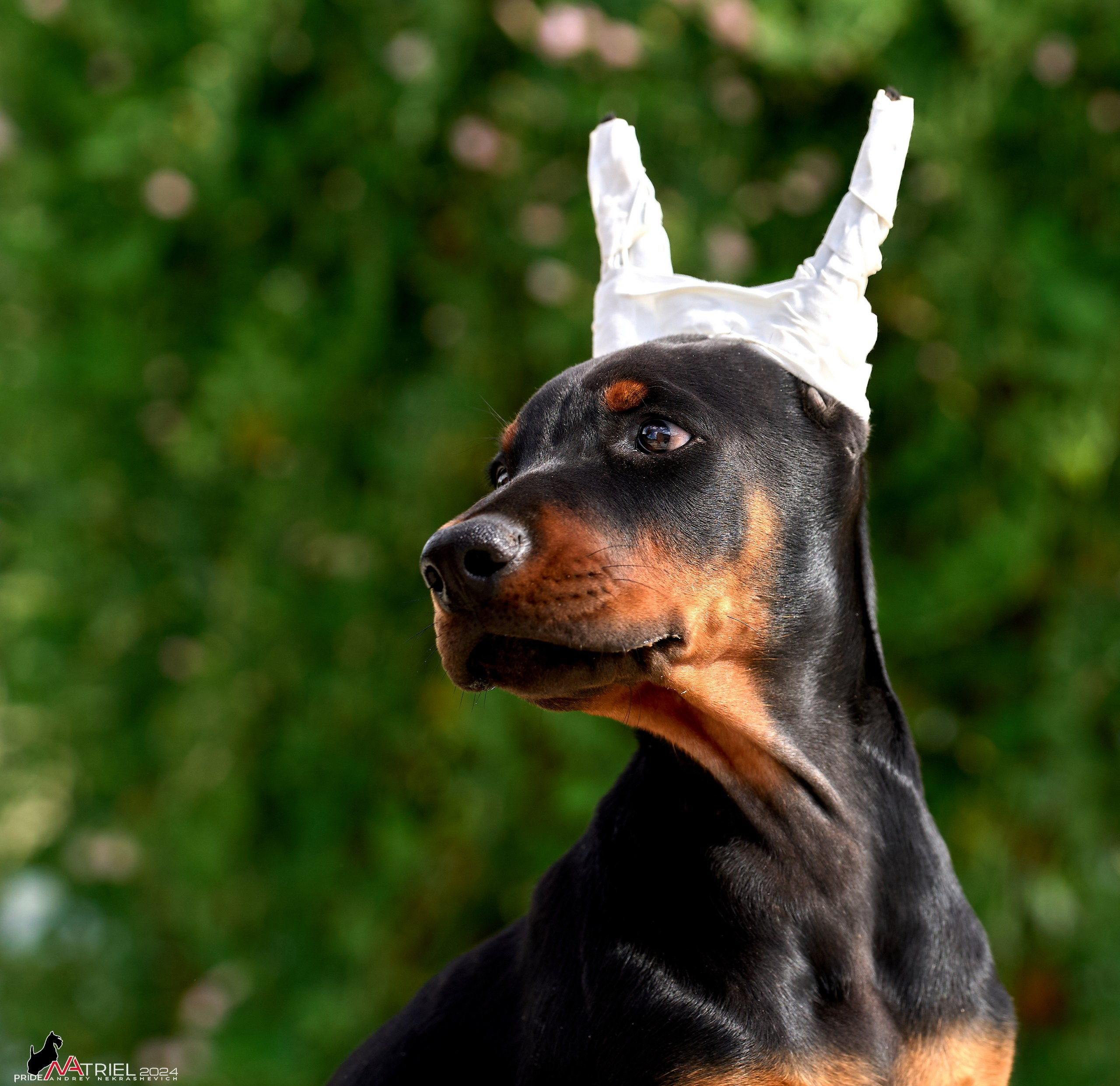 Съемка щенков доберманы