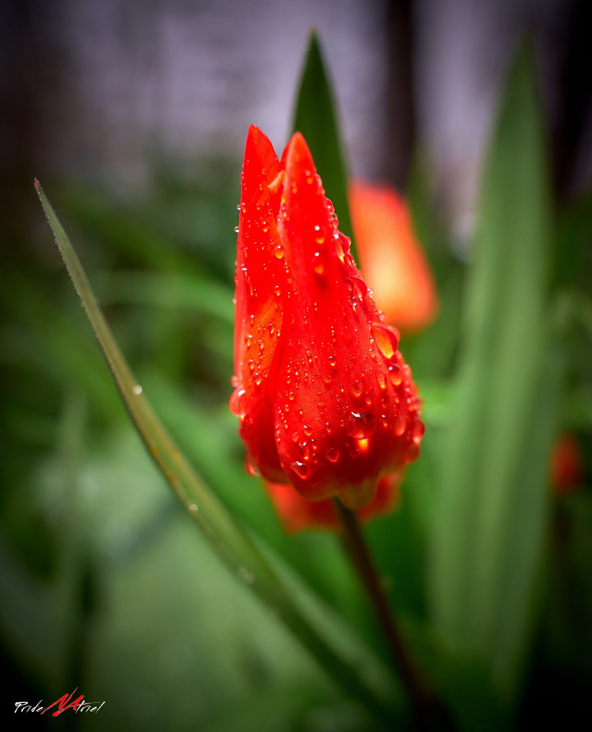 Лютики-цветочки — галерея NATRIEL