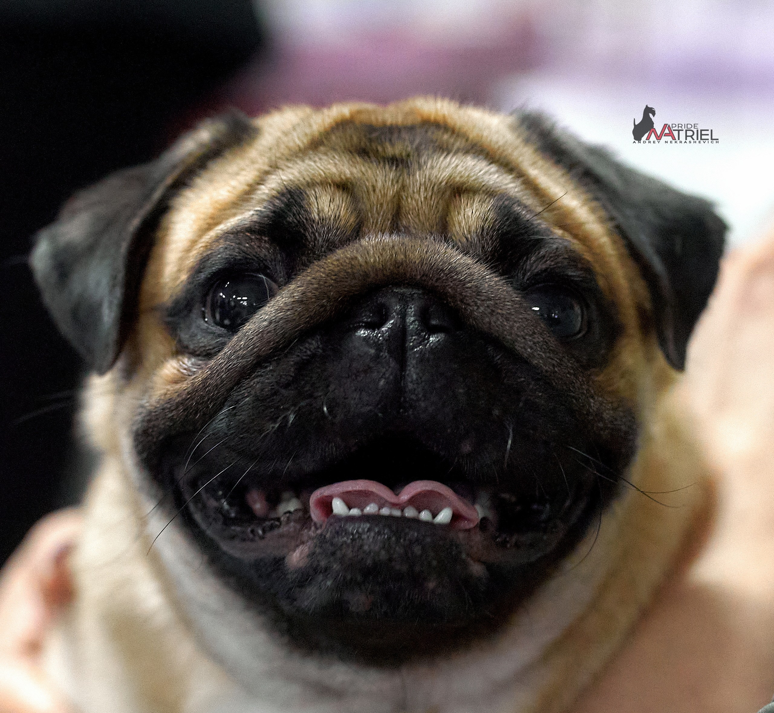 Портреты собак — галерея NATRIEL